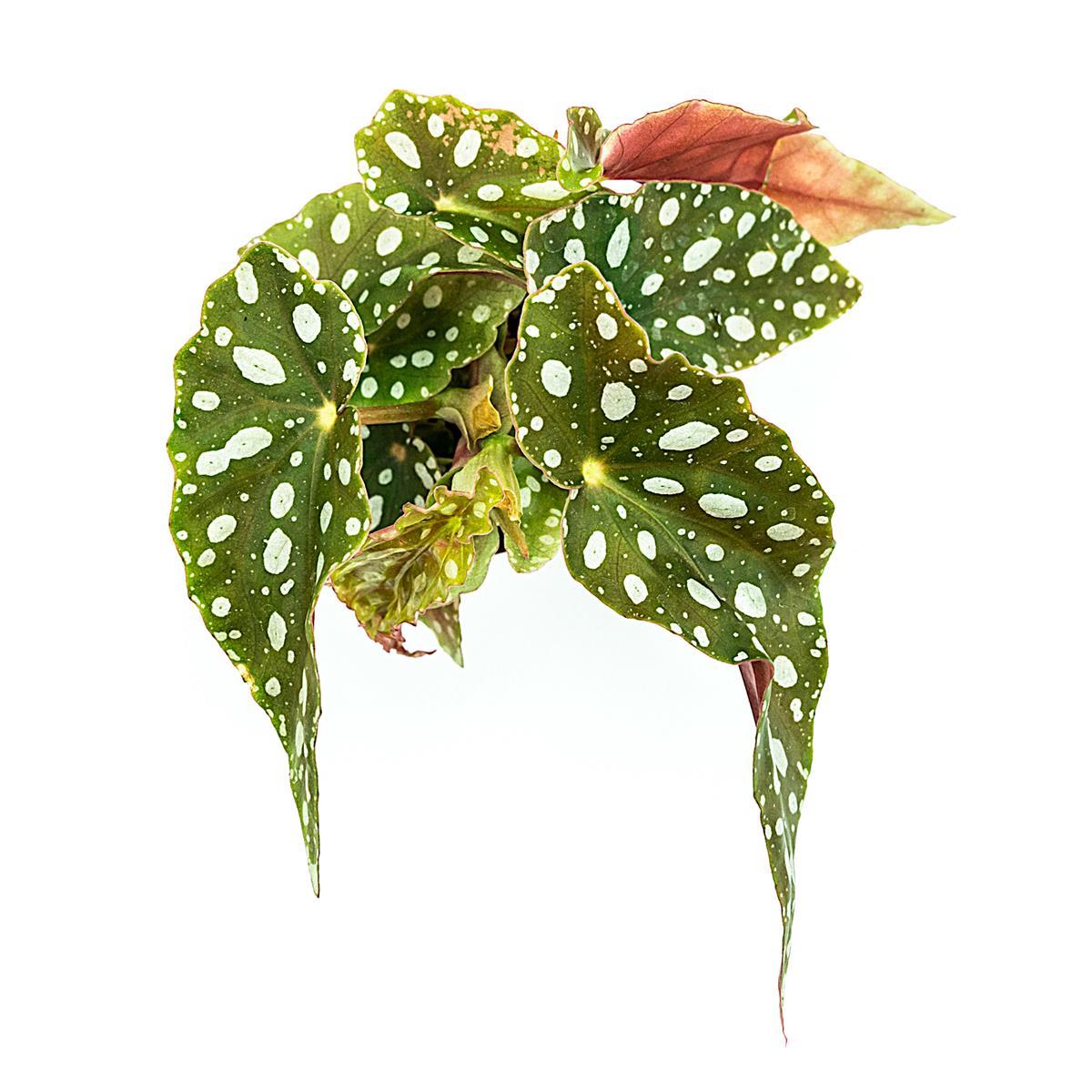 Begonia maculata