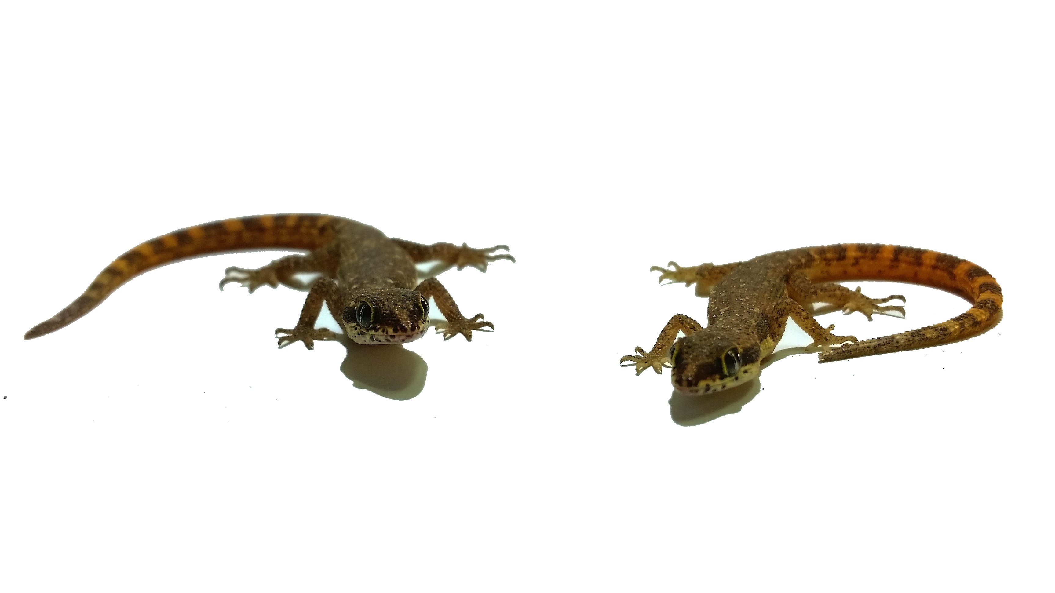Tropiocolotes tripolitanus