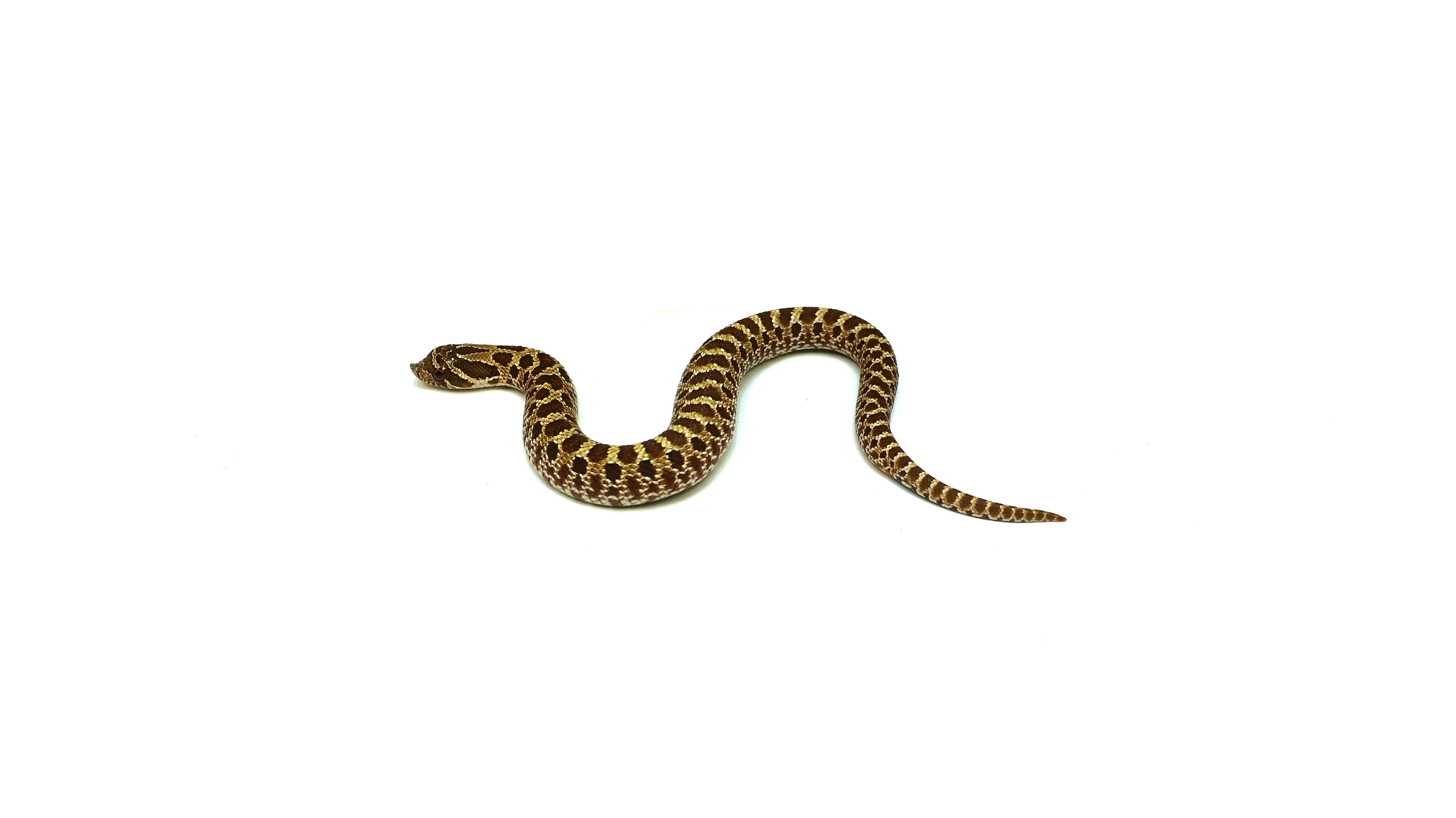 Heterodon nasicus 50%het Albino pos het Arctic