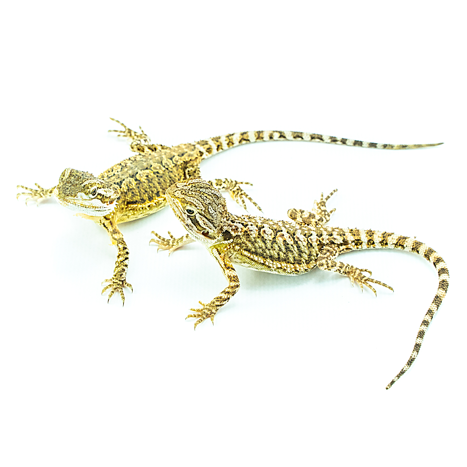 Zwergbartagame Pogona henrylawsoni