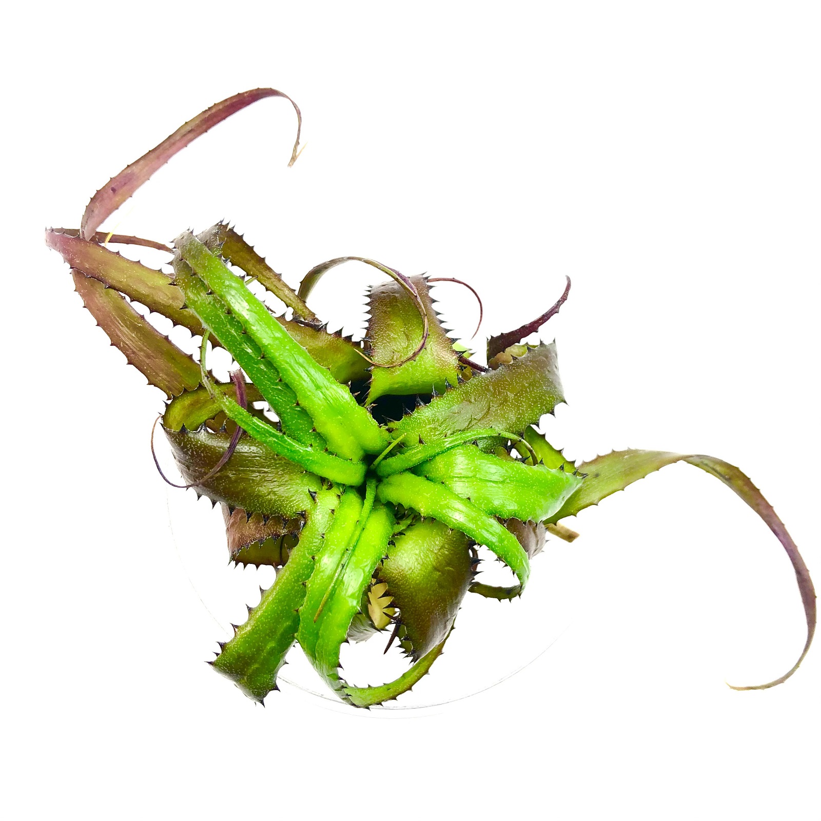 Neoregelia pendula