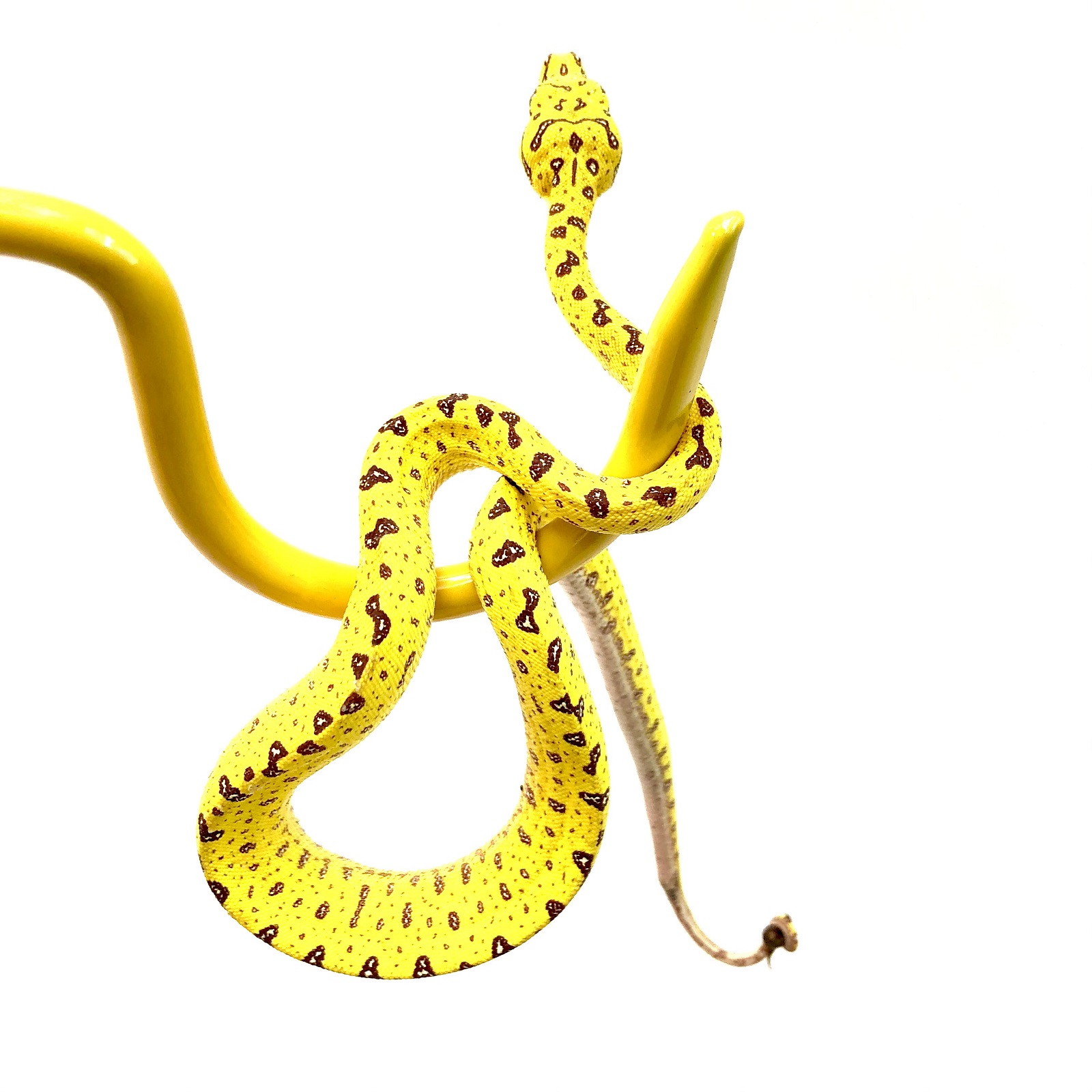 Morelia viridis Baumpython Biak