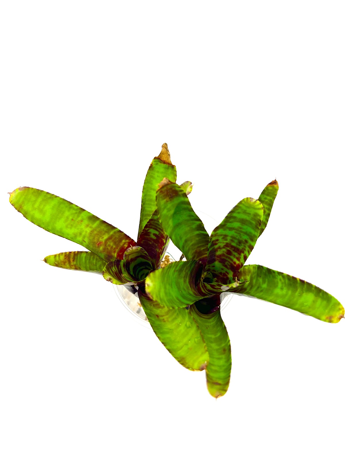 Neoregelia screaming tiger