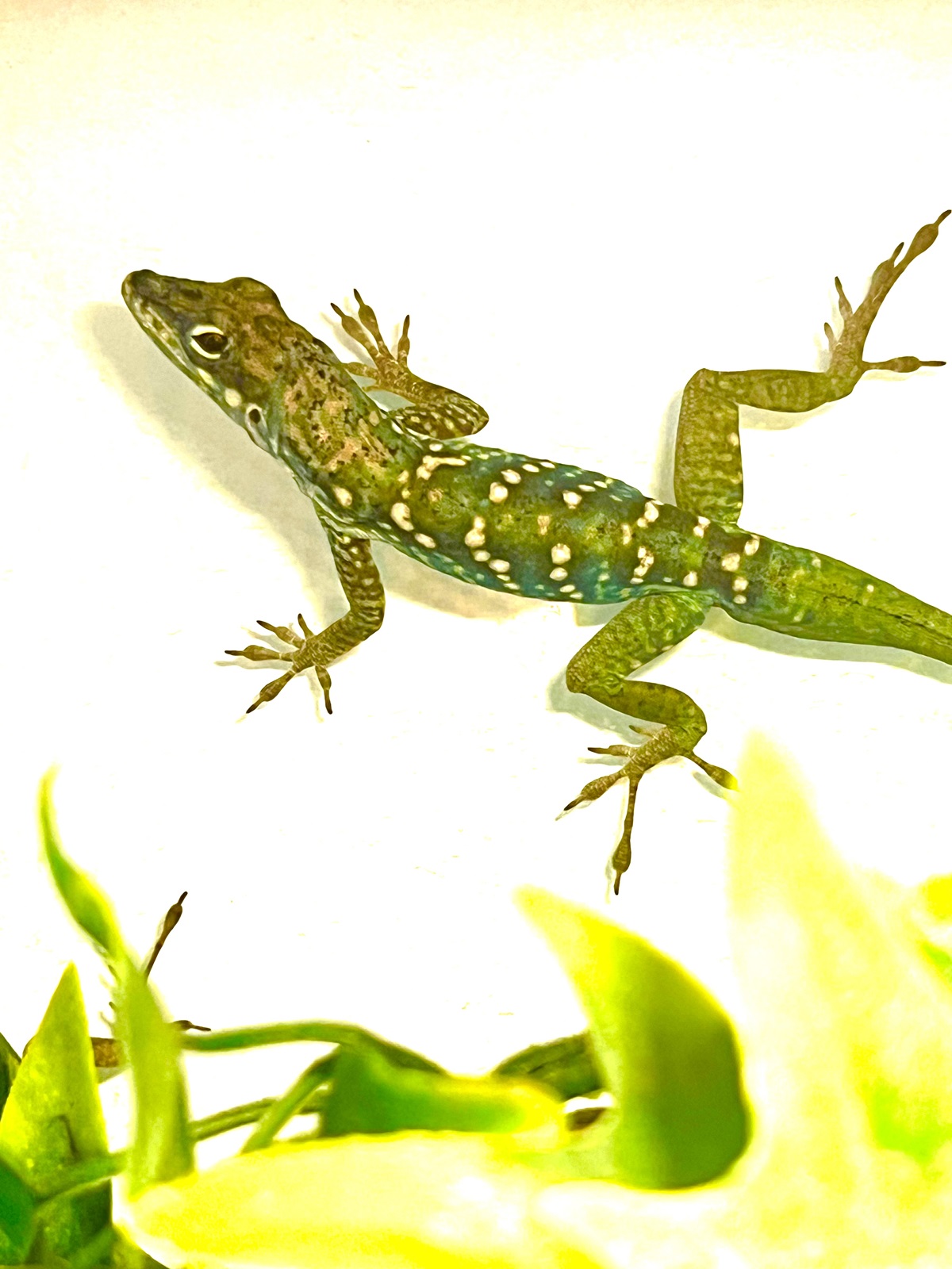 Martinique Anolis roquet summus