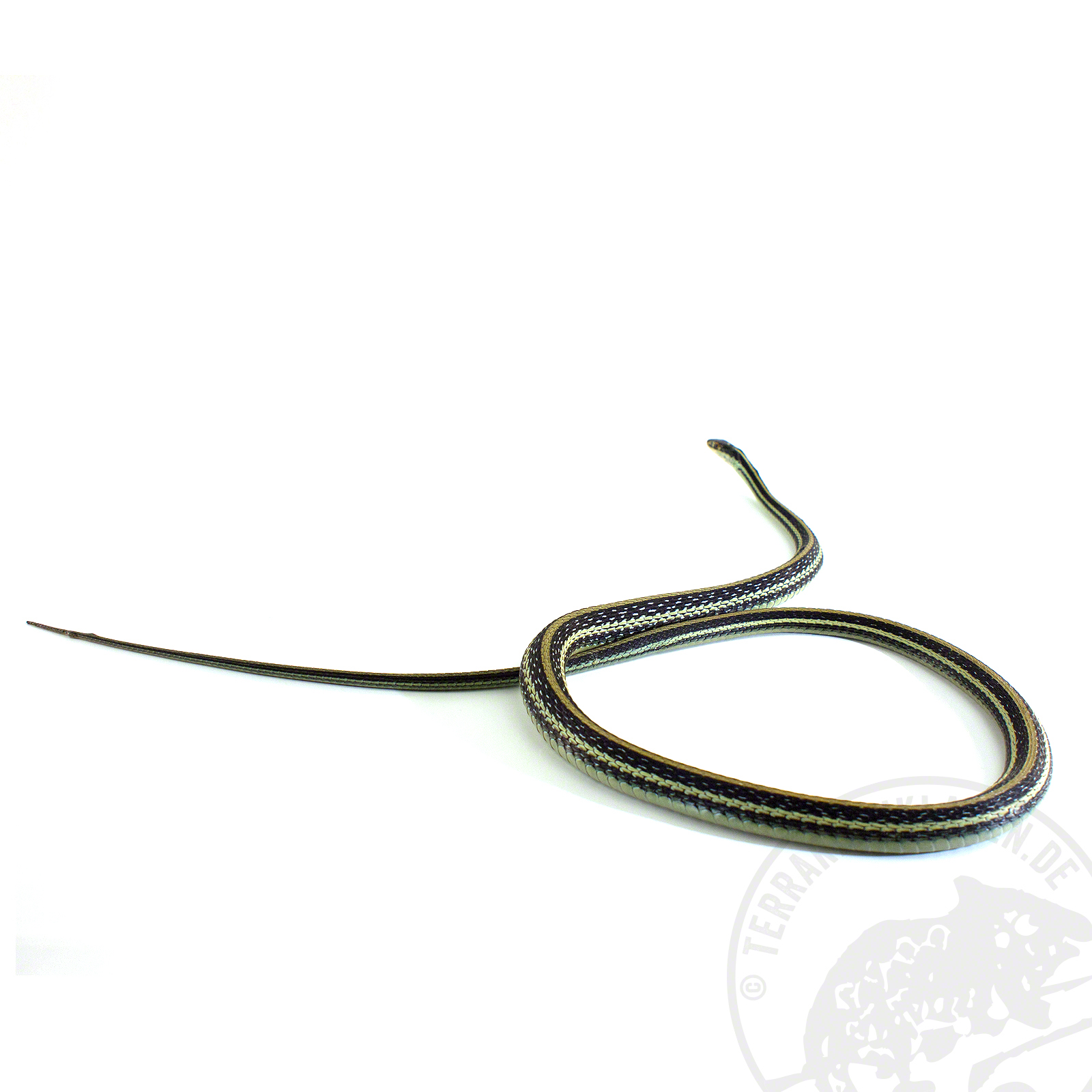 Thamnophis sauritus