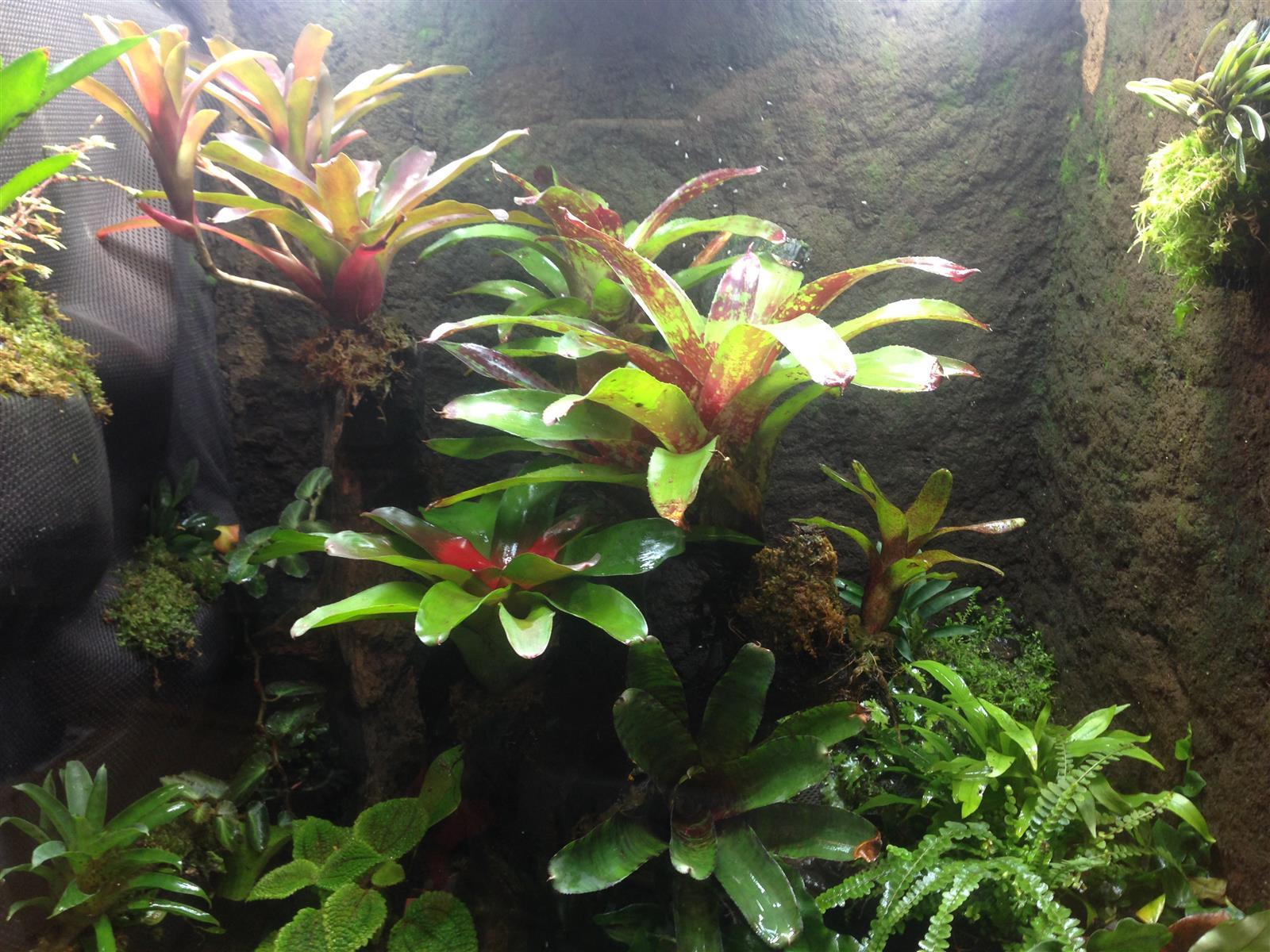 Dendrobatenterrarium 40 x 40 x 40 cm