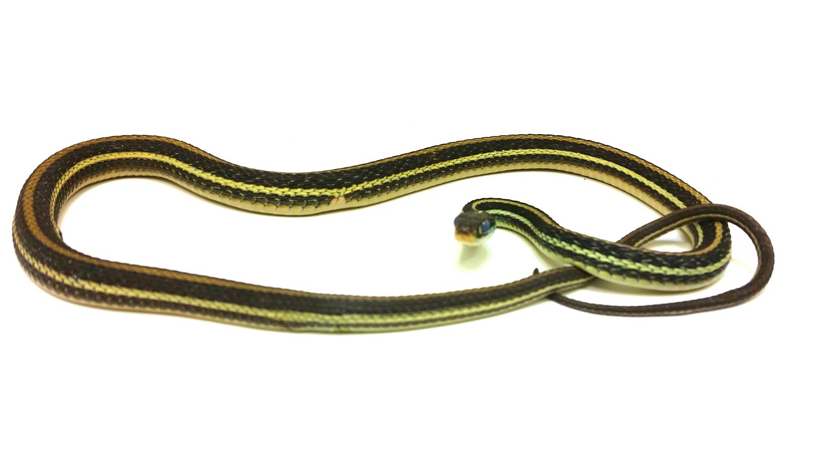 Thamnophis sauritus
