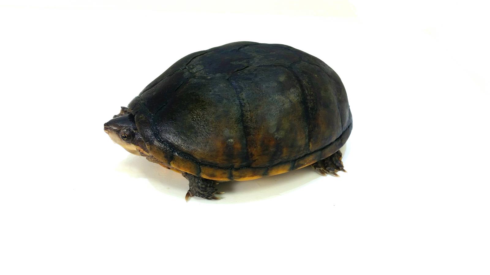 Sternotherus odoratus