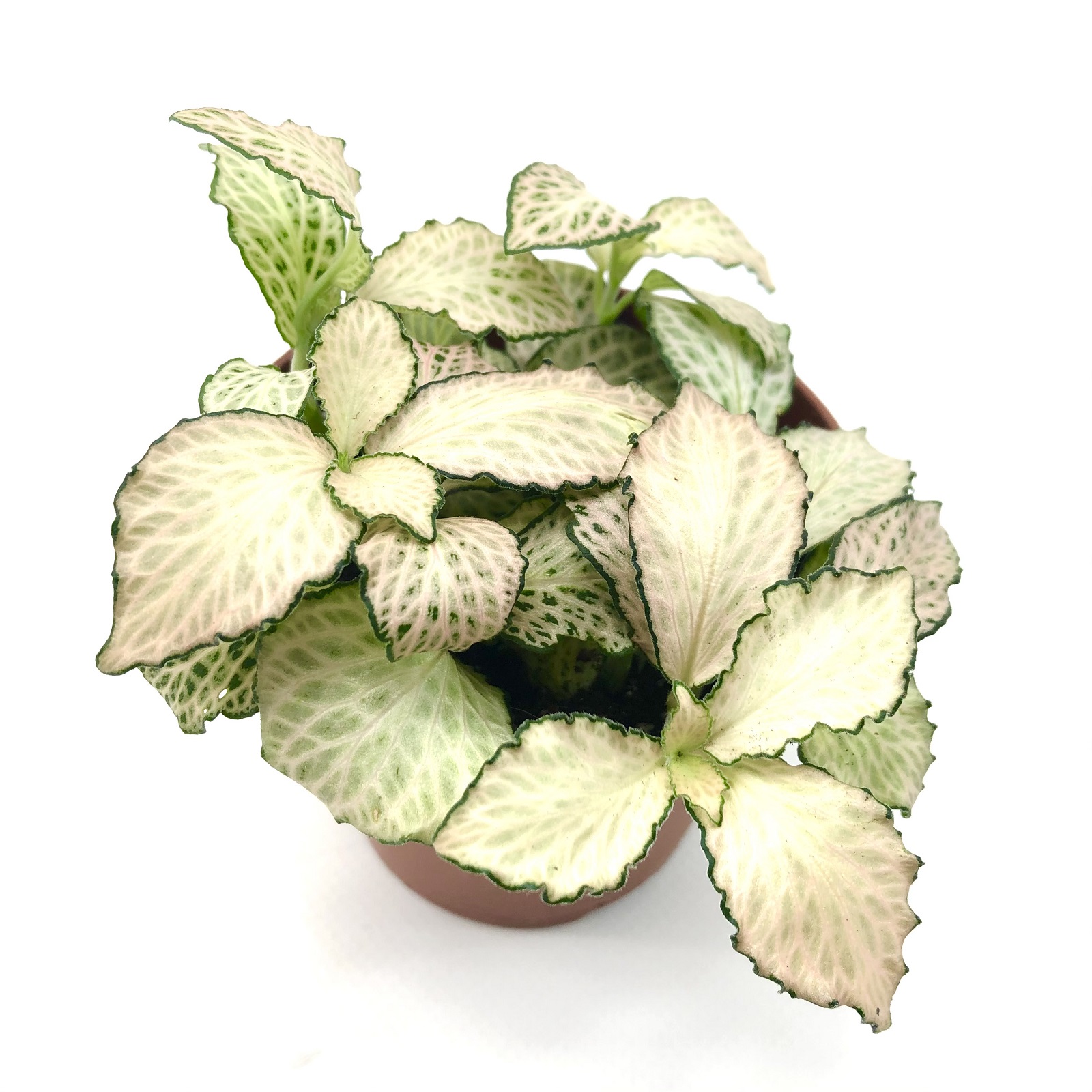 Fittonia Sunburst Mosaikpflanze