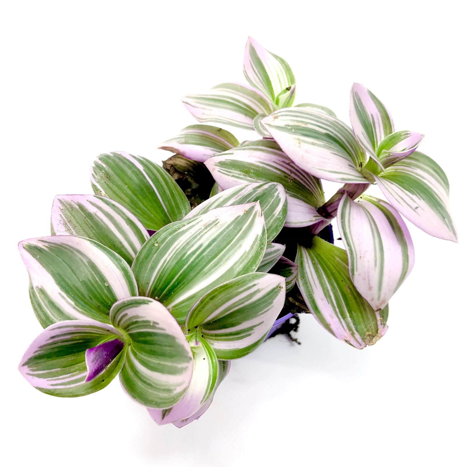 Tradescantia pink joy
