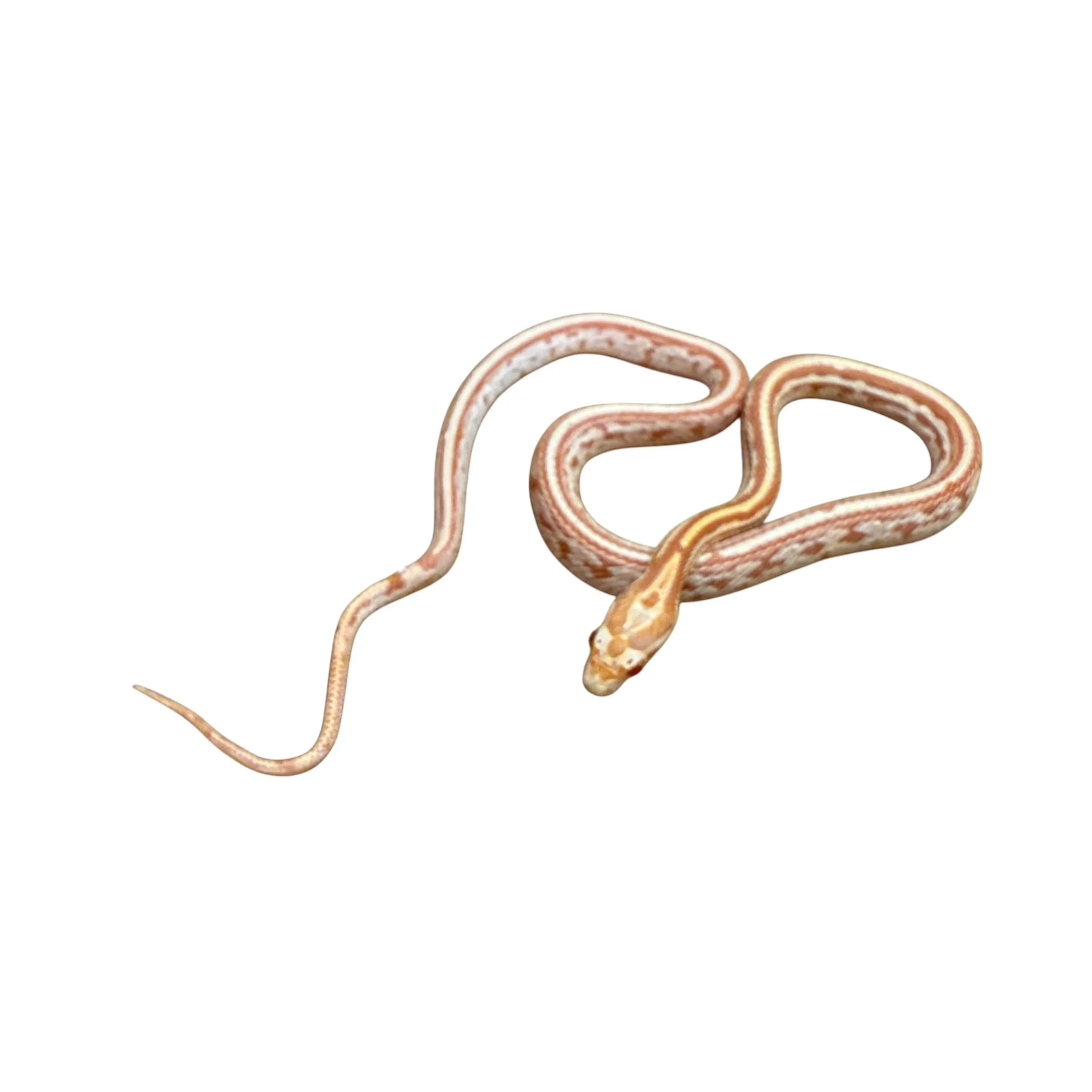 Creamsicle Tessera Kornnatter