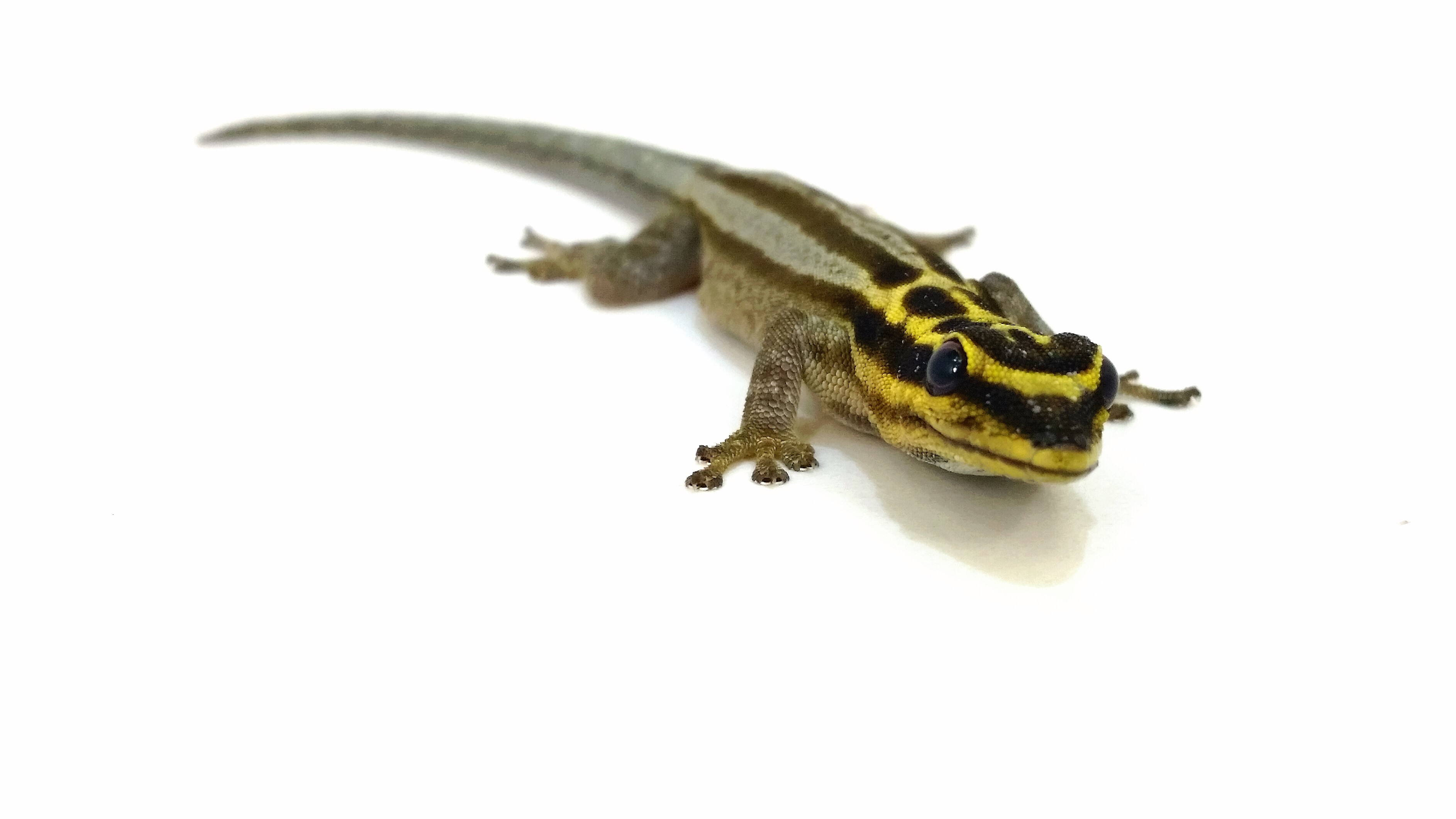 Lygodactylus kimhowelli
