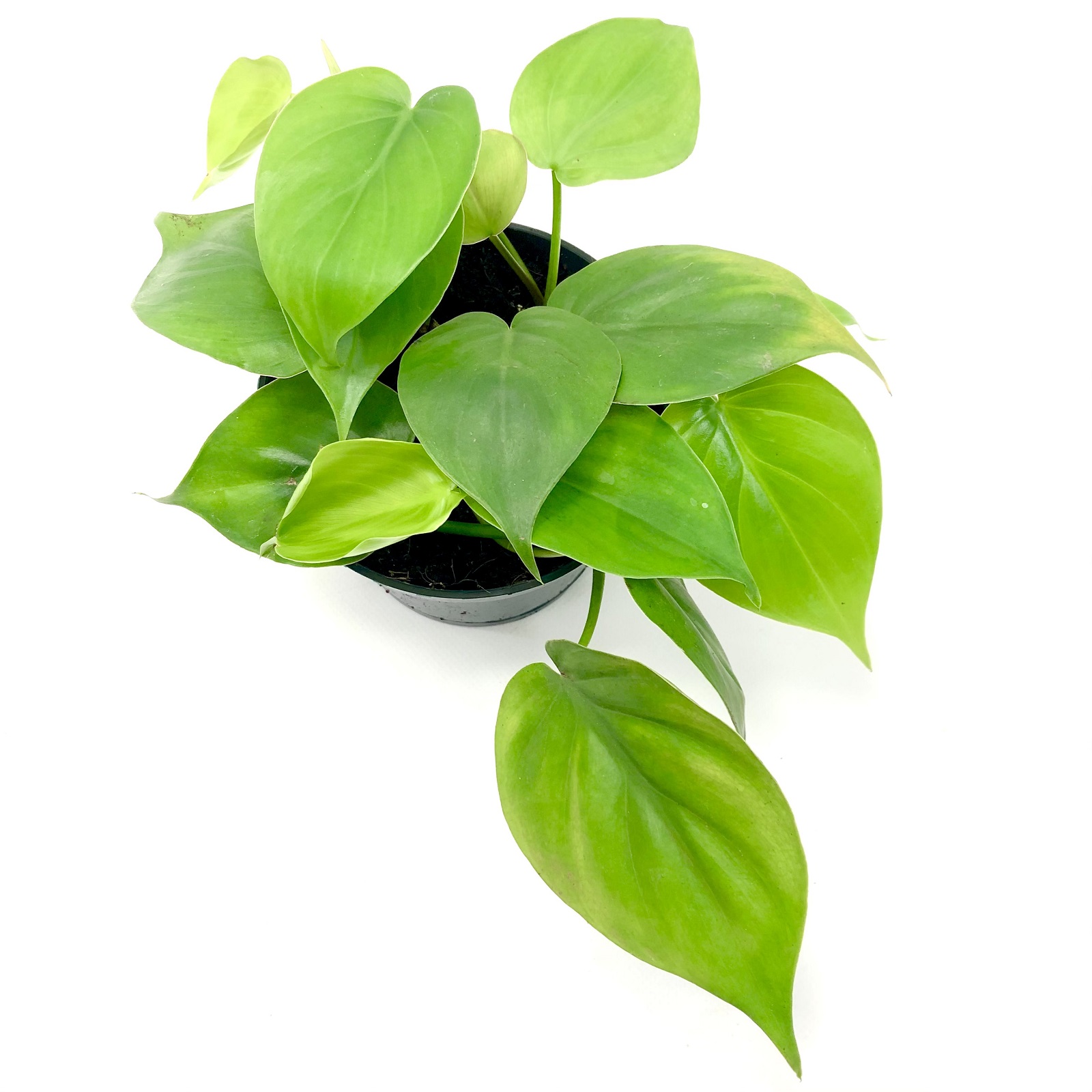 Philodendron Rankpflanze