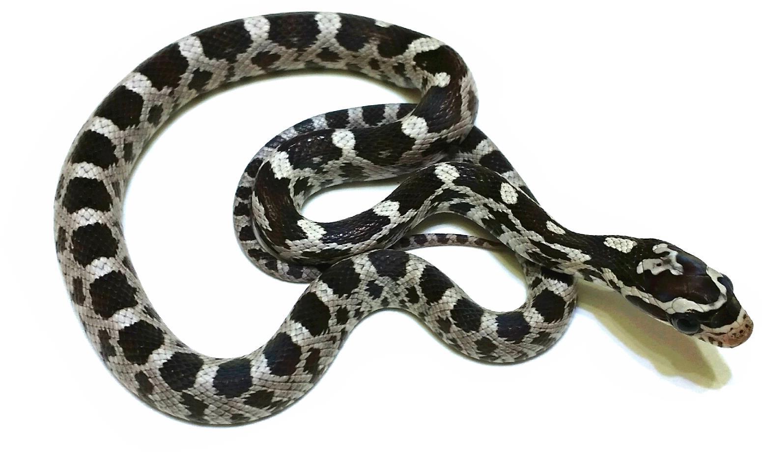 Pantherophis guttatus Schwarz-Weiß