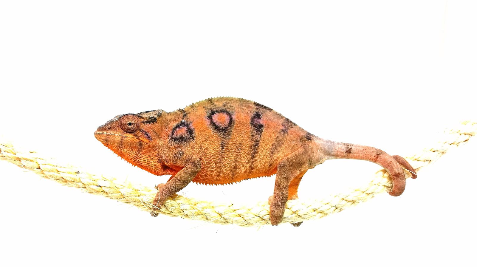 Furcifer pardalis Ambilobe Red Bar Weibchen