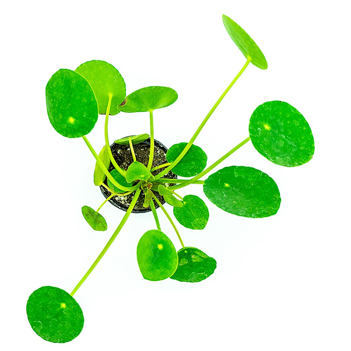 Pilea peperomia