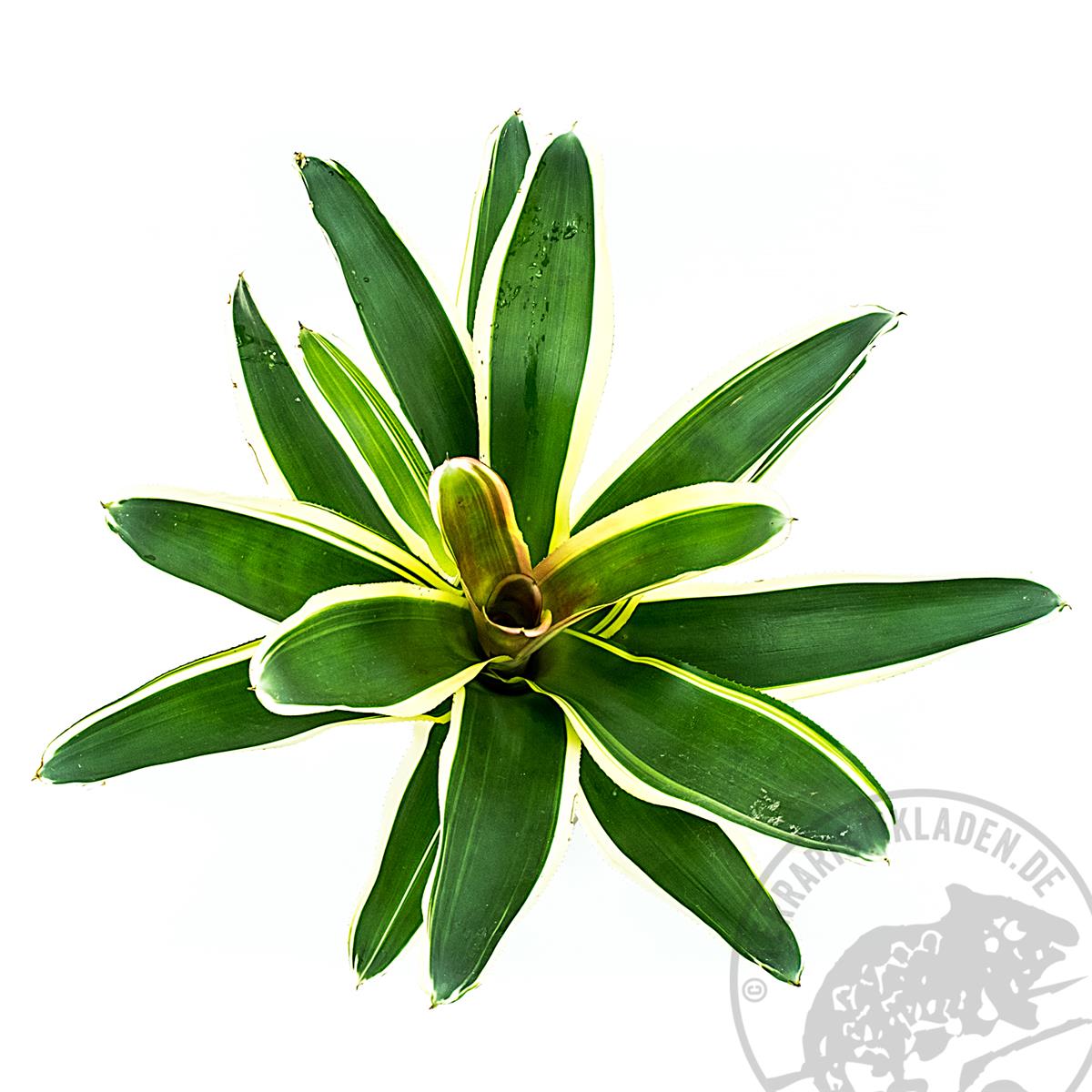 Neoregelia van durme