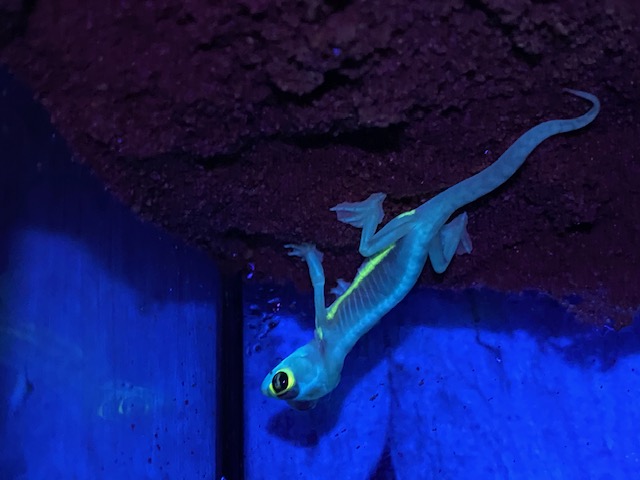 Pachydactylus rangei - Namibgecko