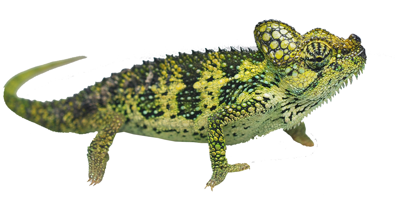 Trioceros hoehnelii