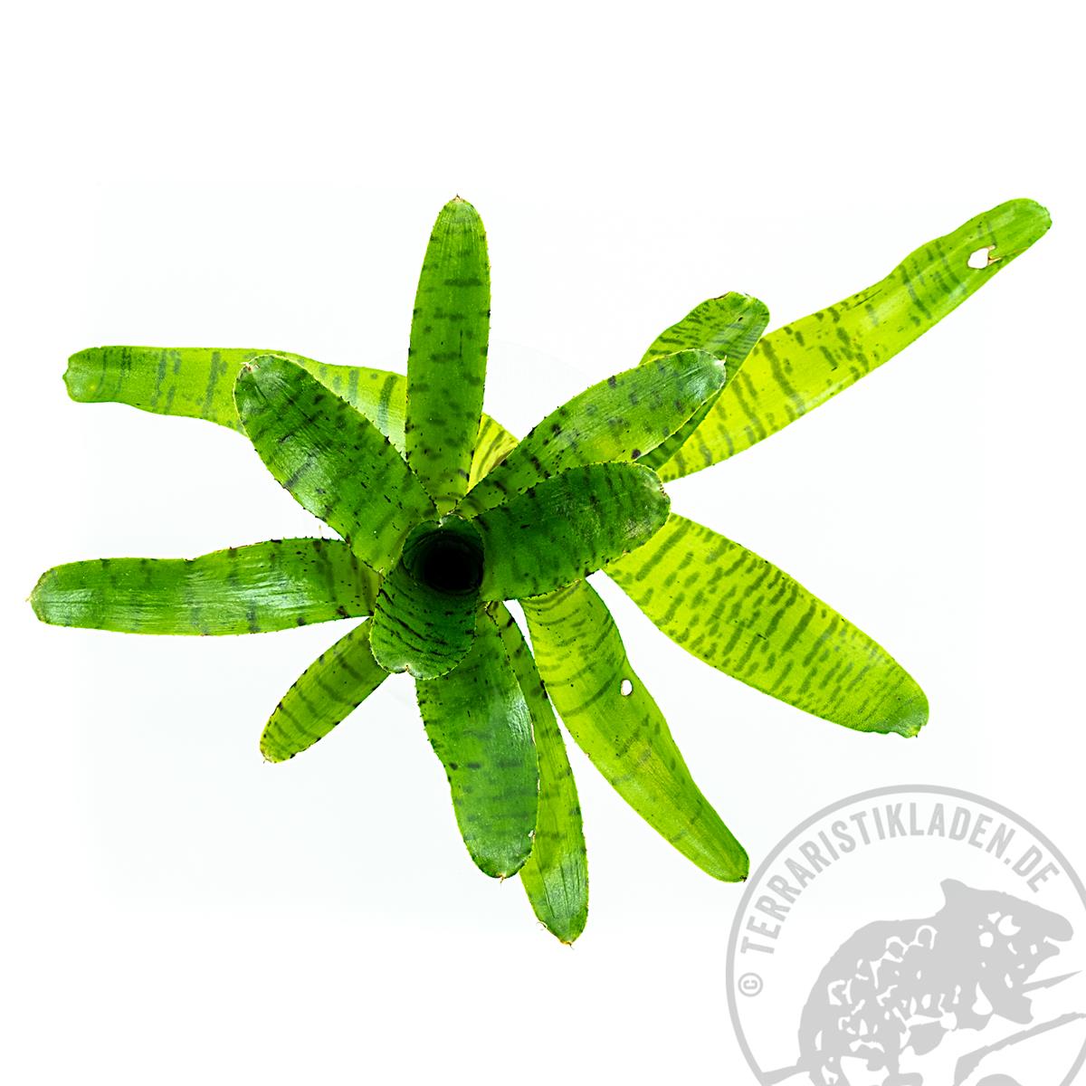 Neoregelia punctatissima