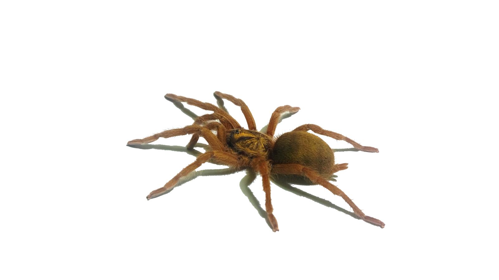 Neoholothele  incei