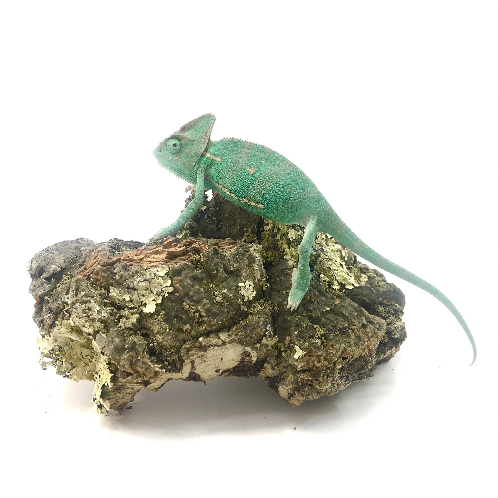 Chamaeleon calyptratus