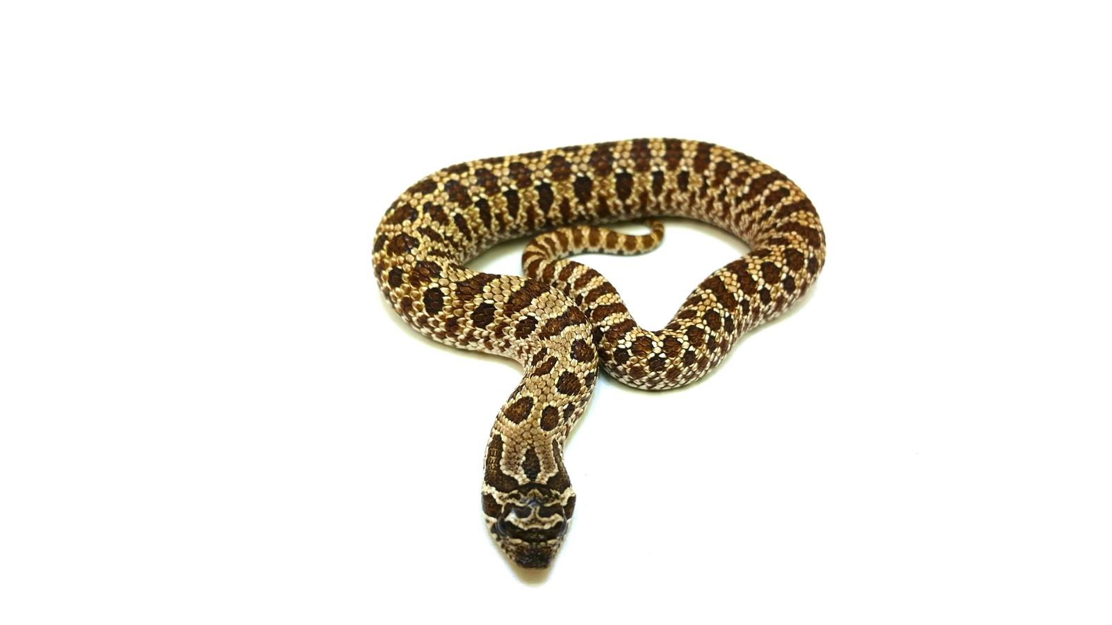 Heterodon nasicus 50%het Albino pos het Arctic Hakennasennatter