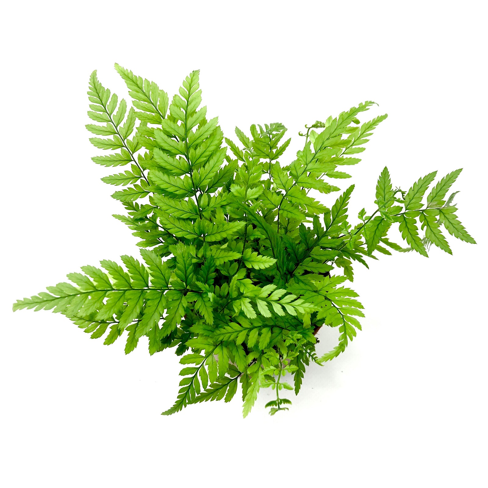 Athyrium spicatum Frauenfarn