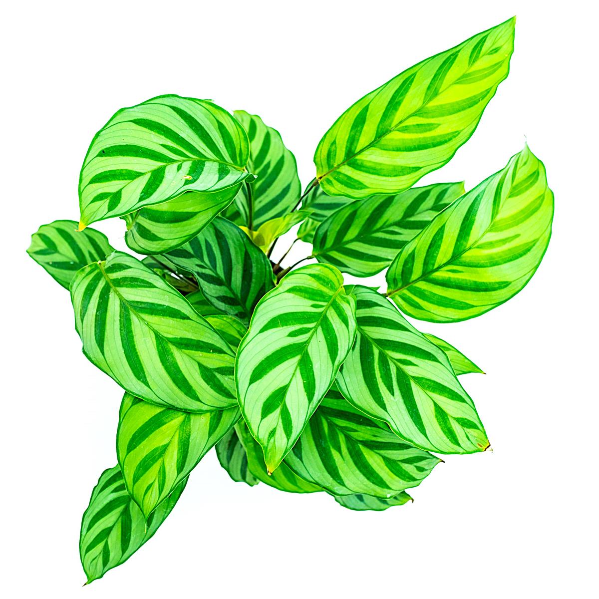 Calathea freddy