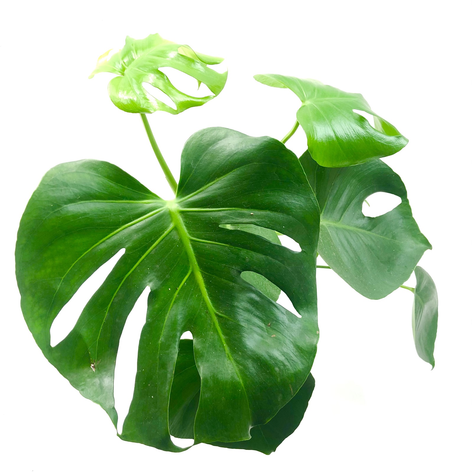 Monstera deliciosa