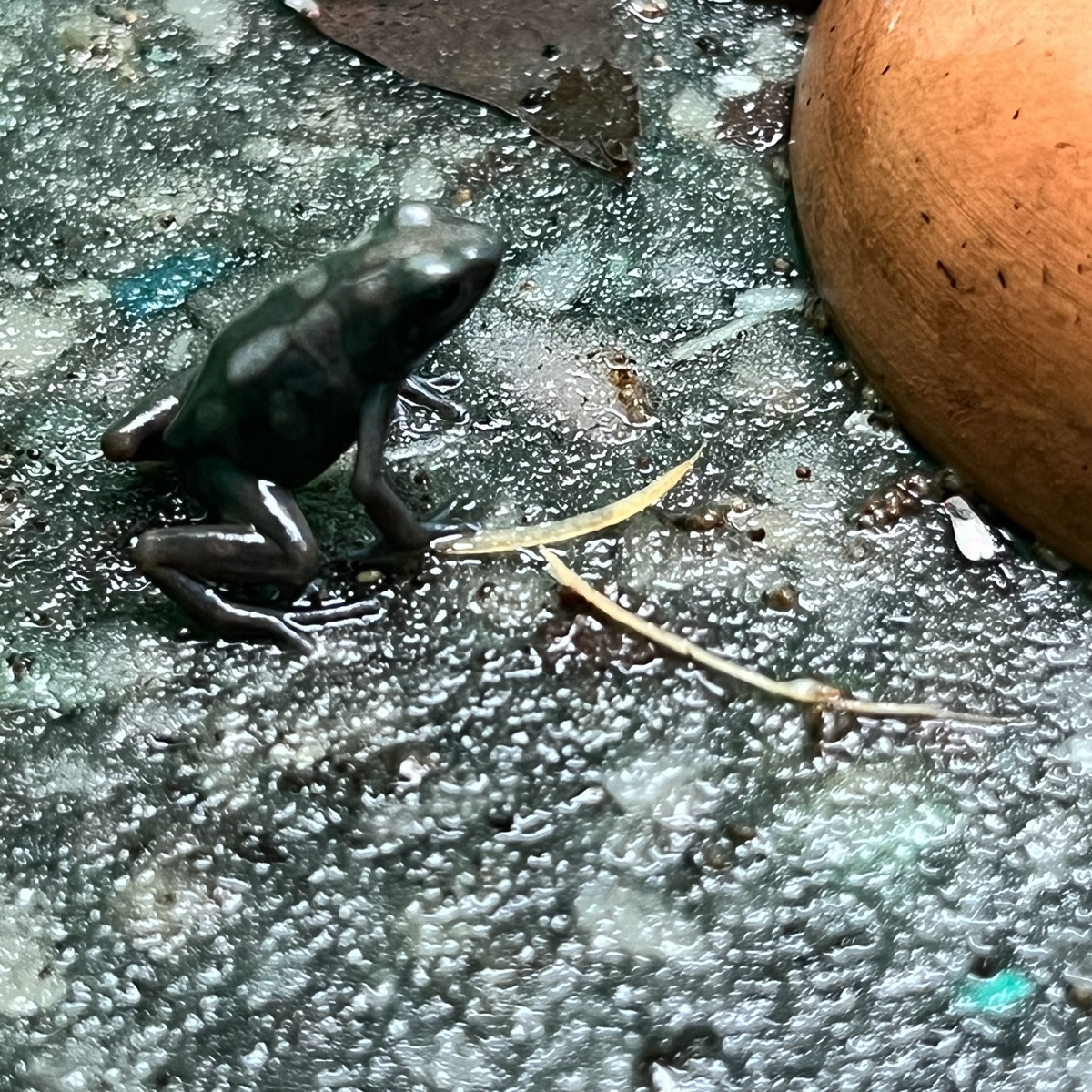 Goldbaumsteiger Dendrobates auratus Pena Blanca