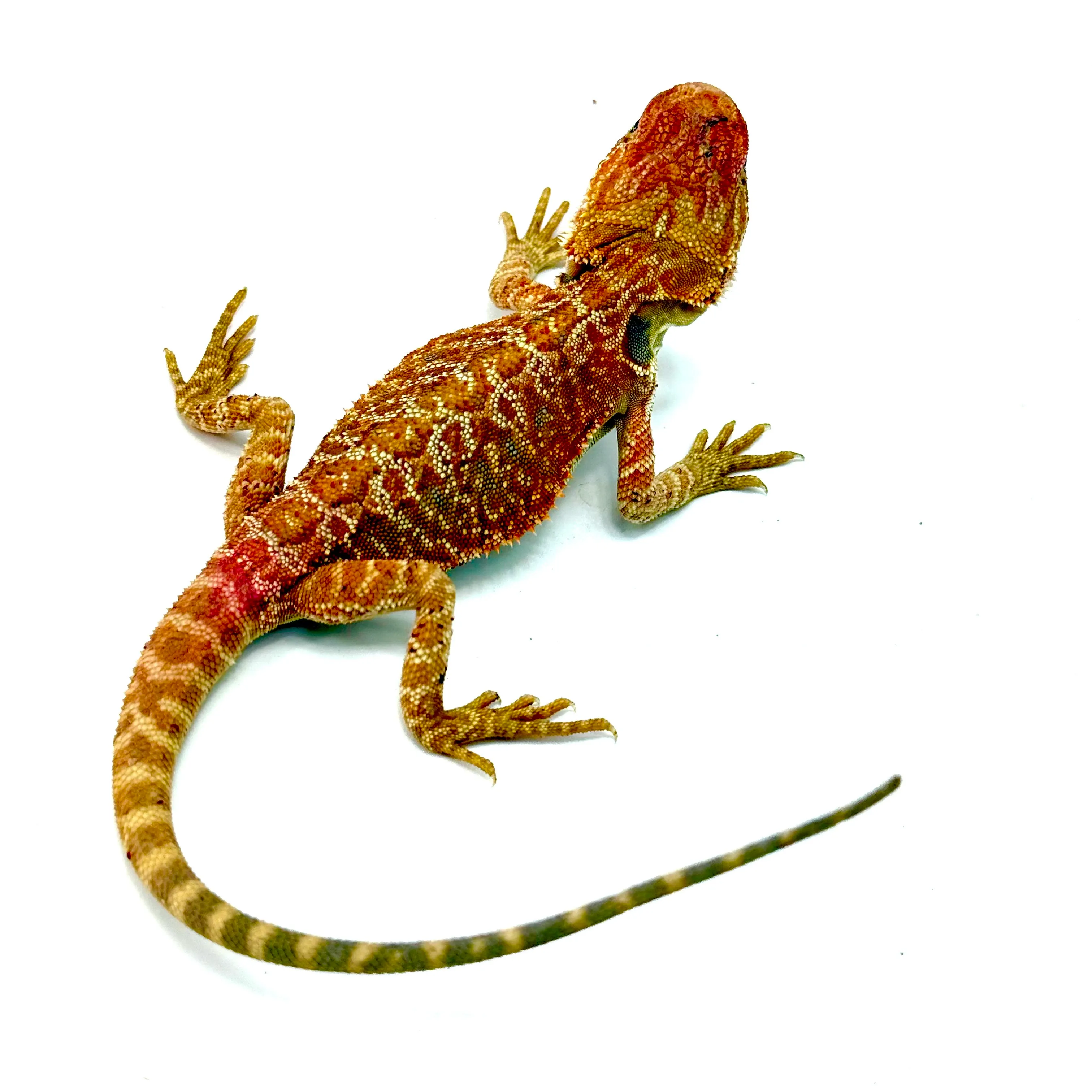 Hypo Cawley Super Red Pogona vitticeps