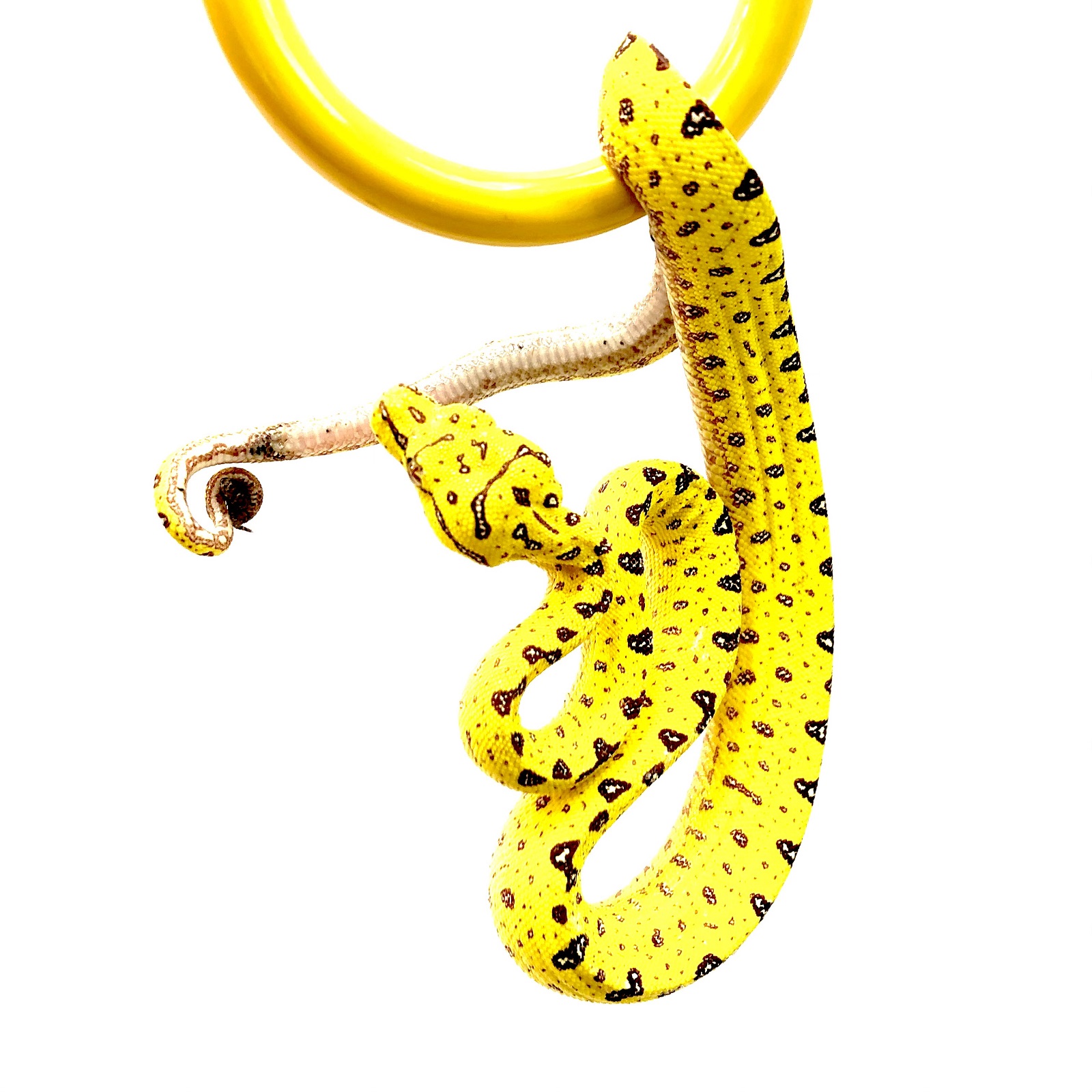 Morelia viridis Baumpython Biak