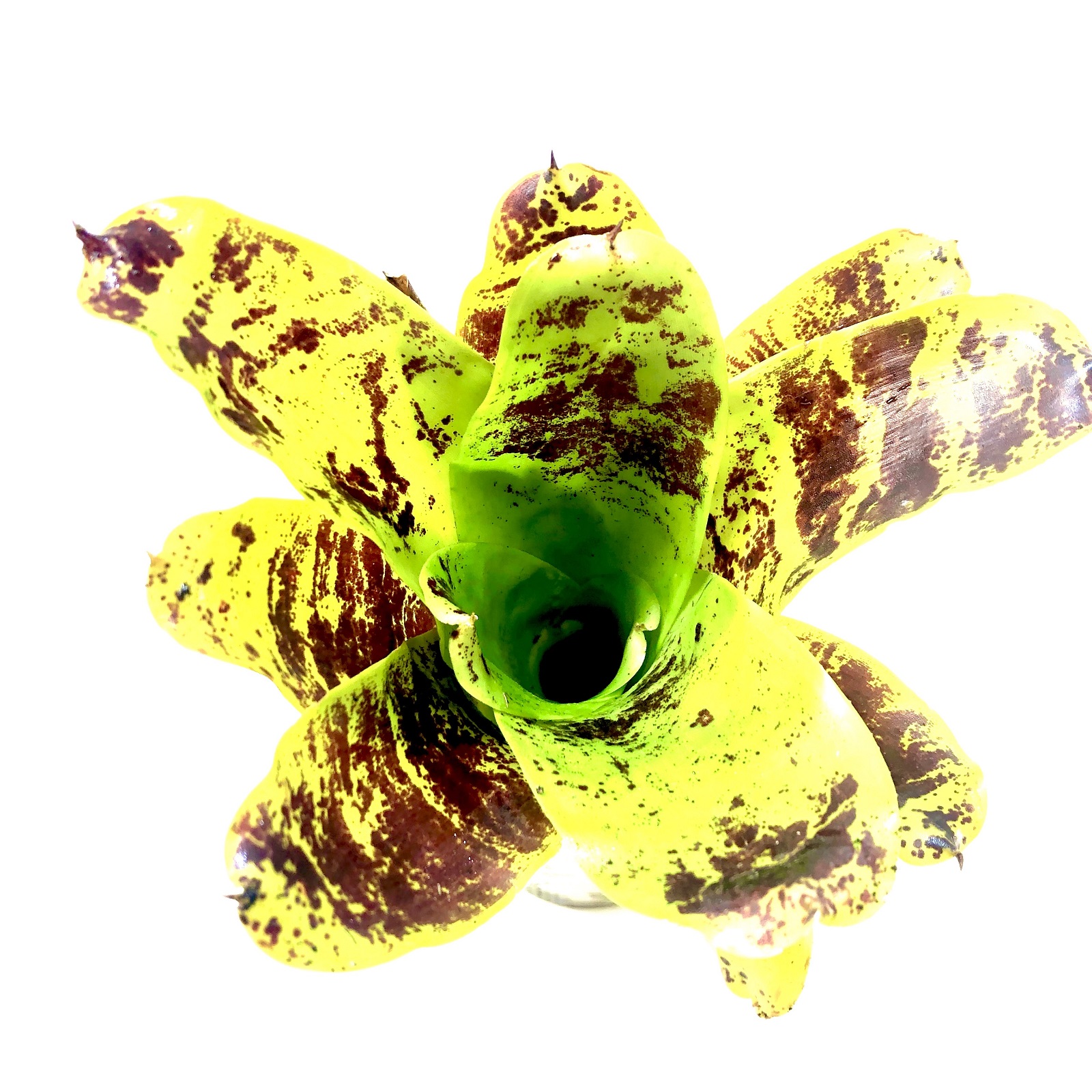 Neoregelia kautskyi