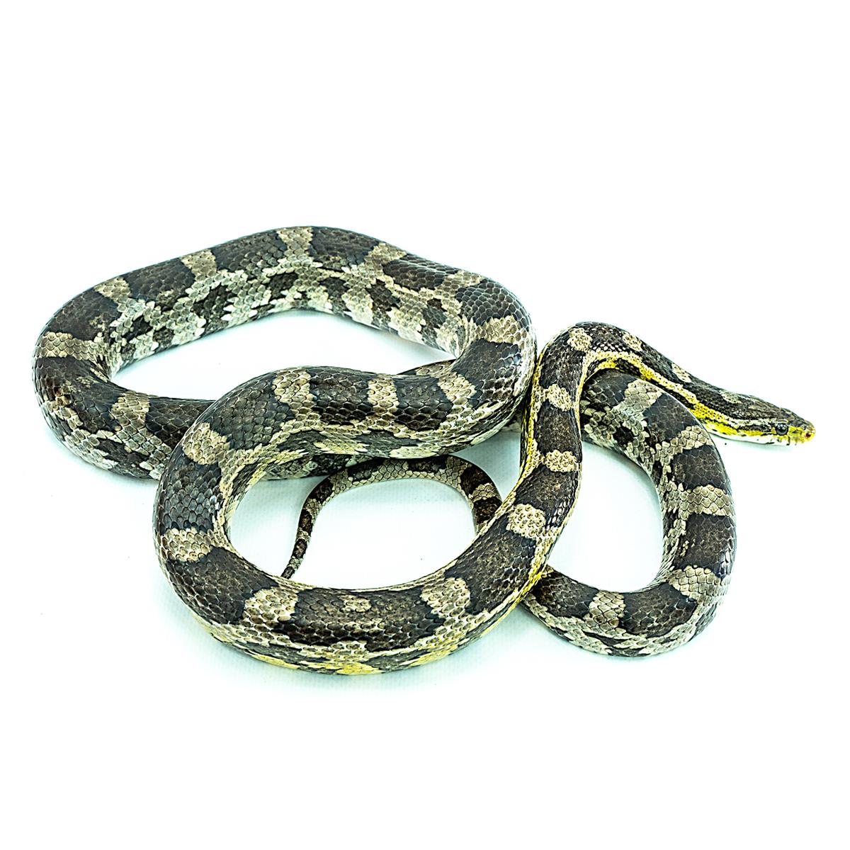 Black Albino Kornnatter 