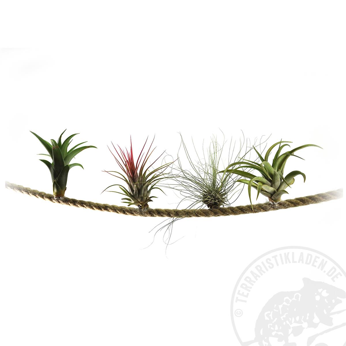 Hobby Plant Fix liquid