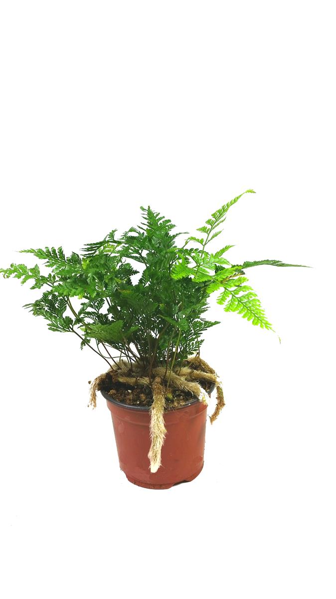 Humata tyermannii