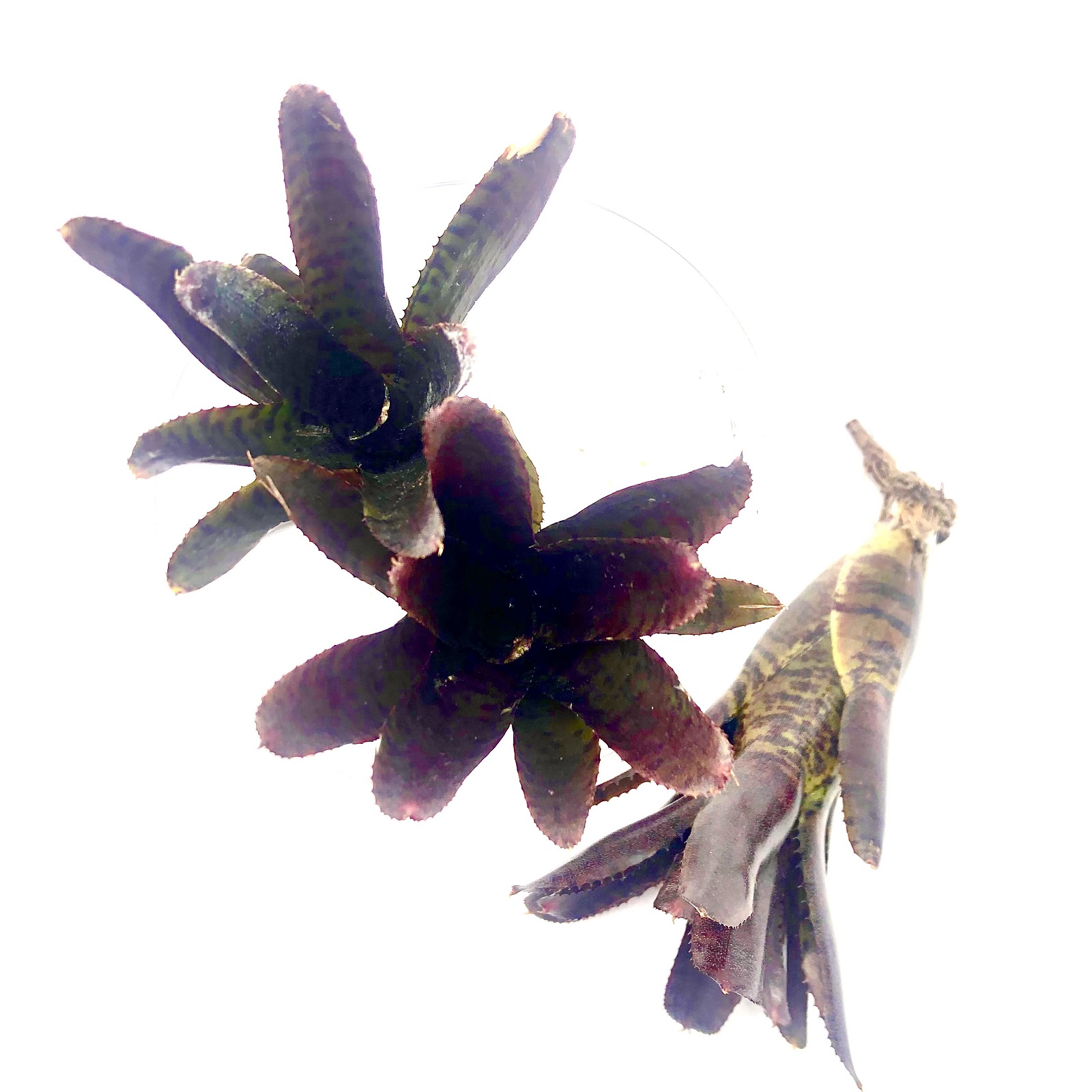 Neoregelia adonis