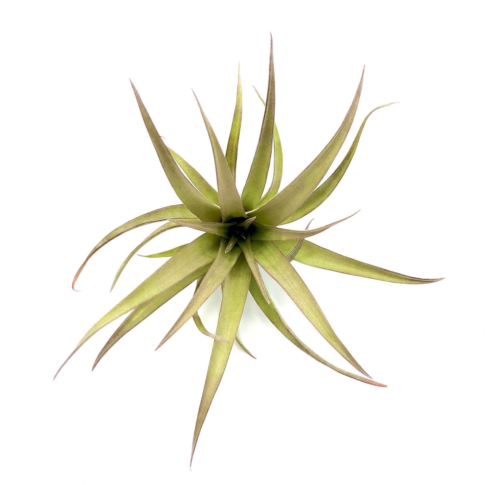Tillandsia capitata red