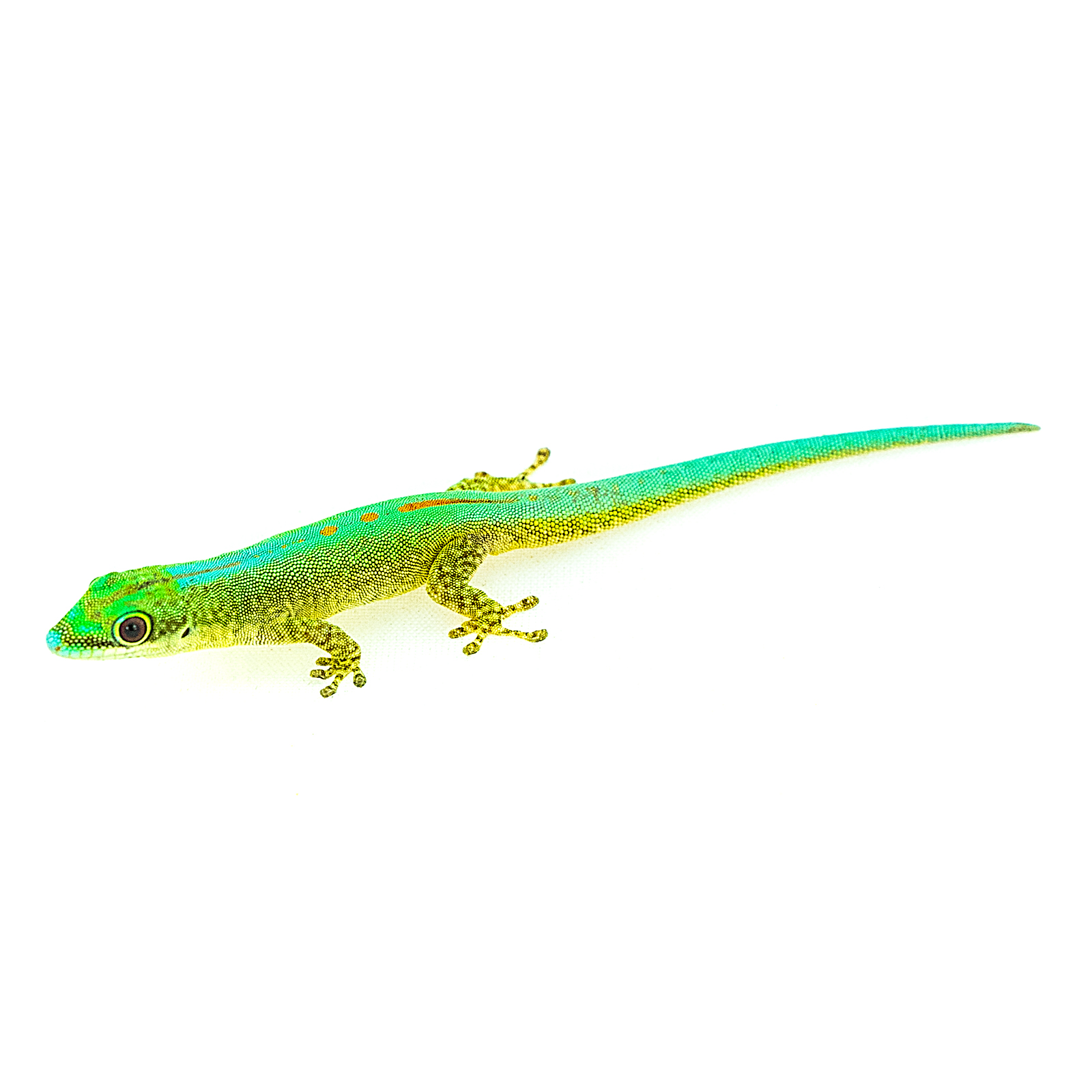Phelsuma robertmertensi