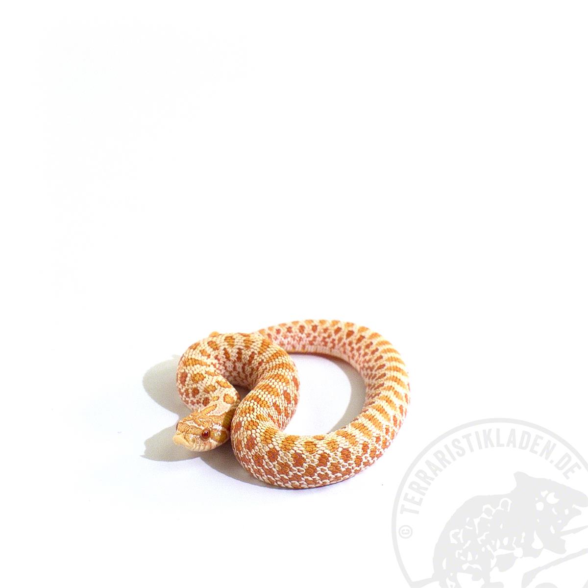 Heterodon nasicus Albino Conda het. Axanthic