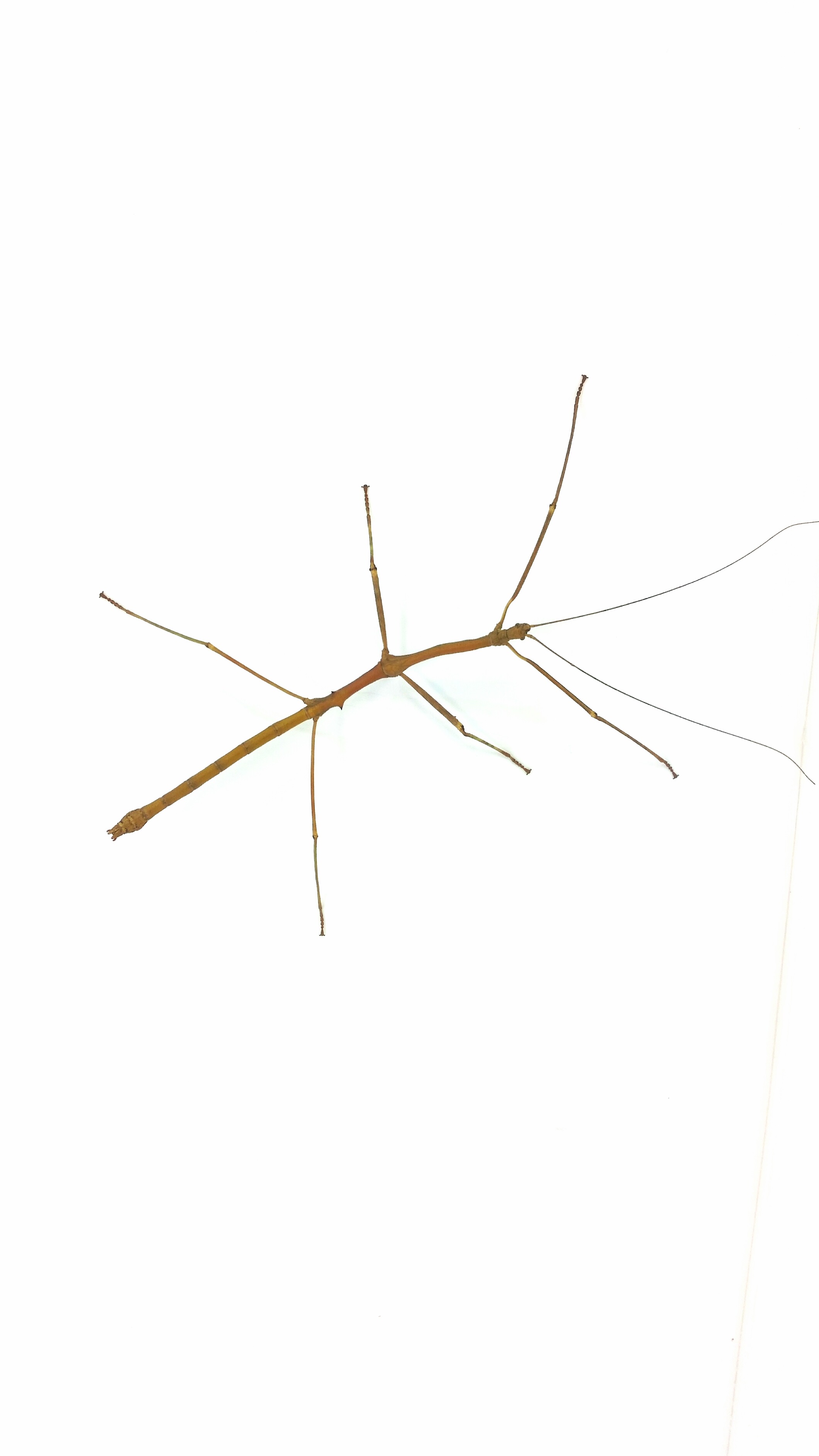 Medauroidea extradentata