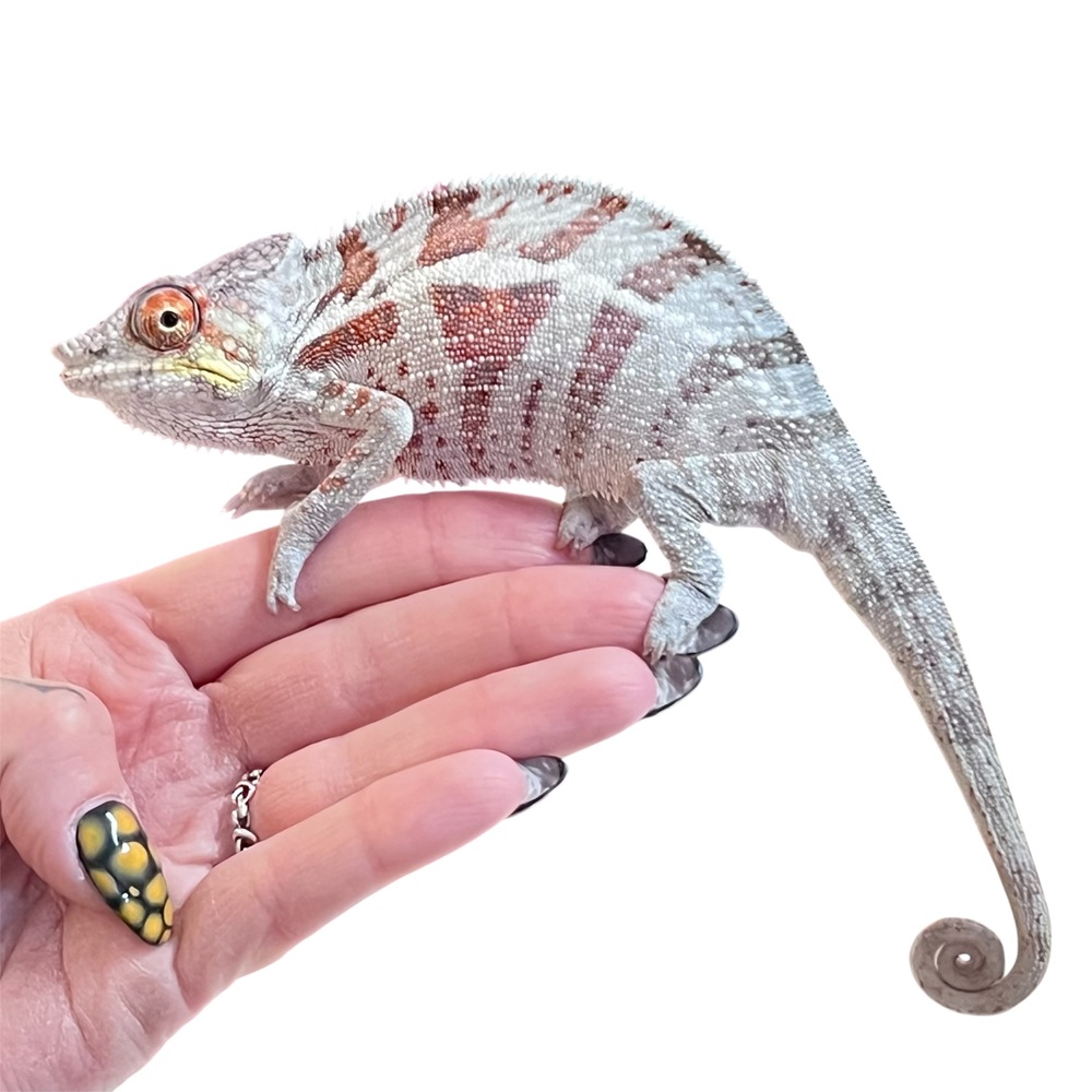 Djangoa Pantherchamäleon Furcifer pardalis