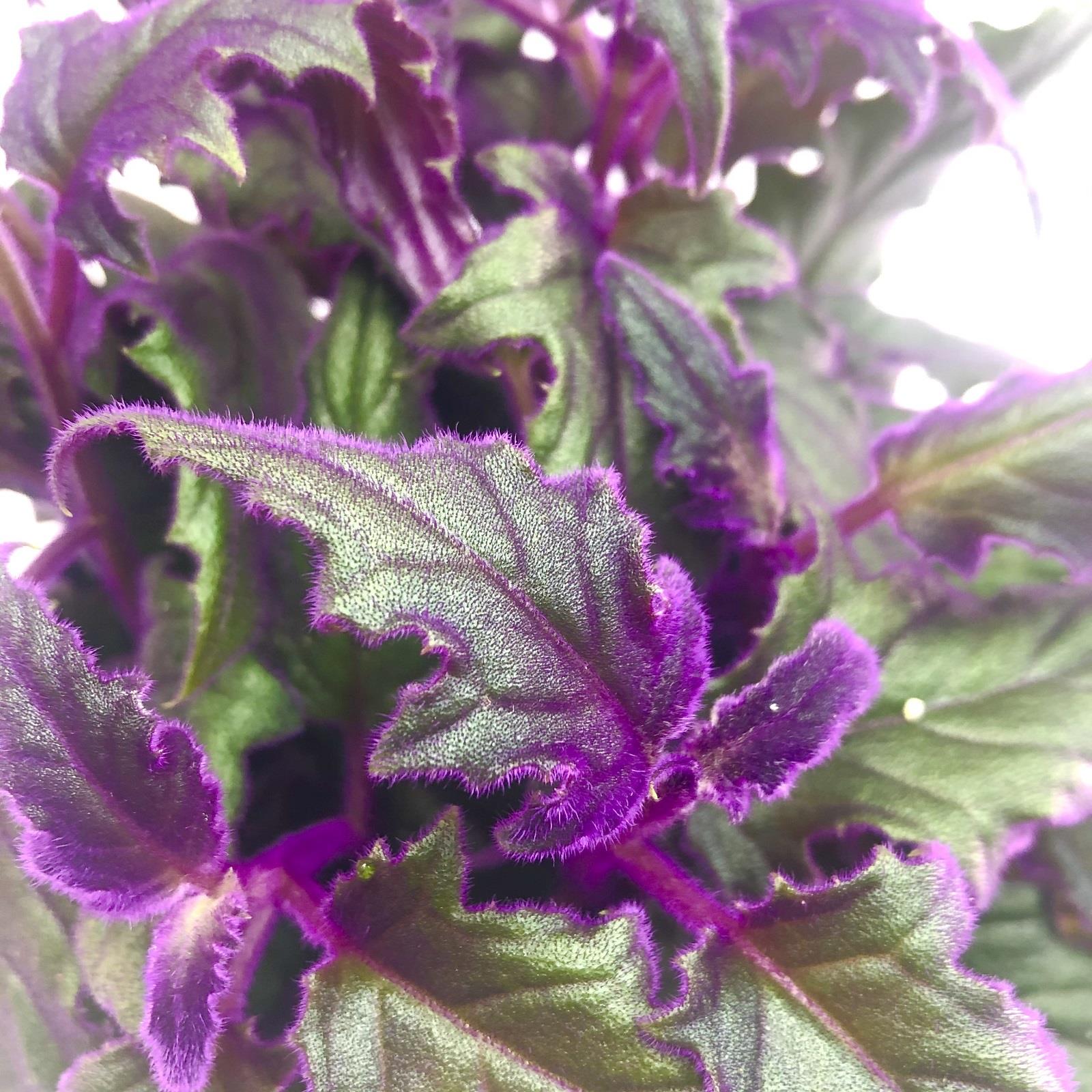 Gynura Purple Passion