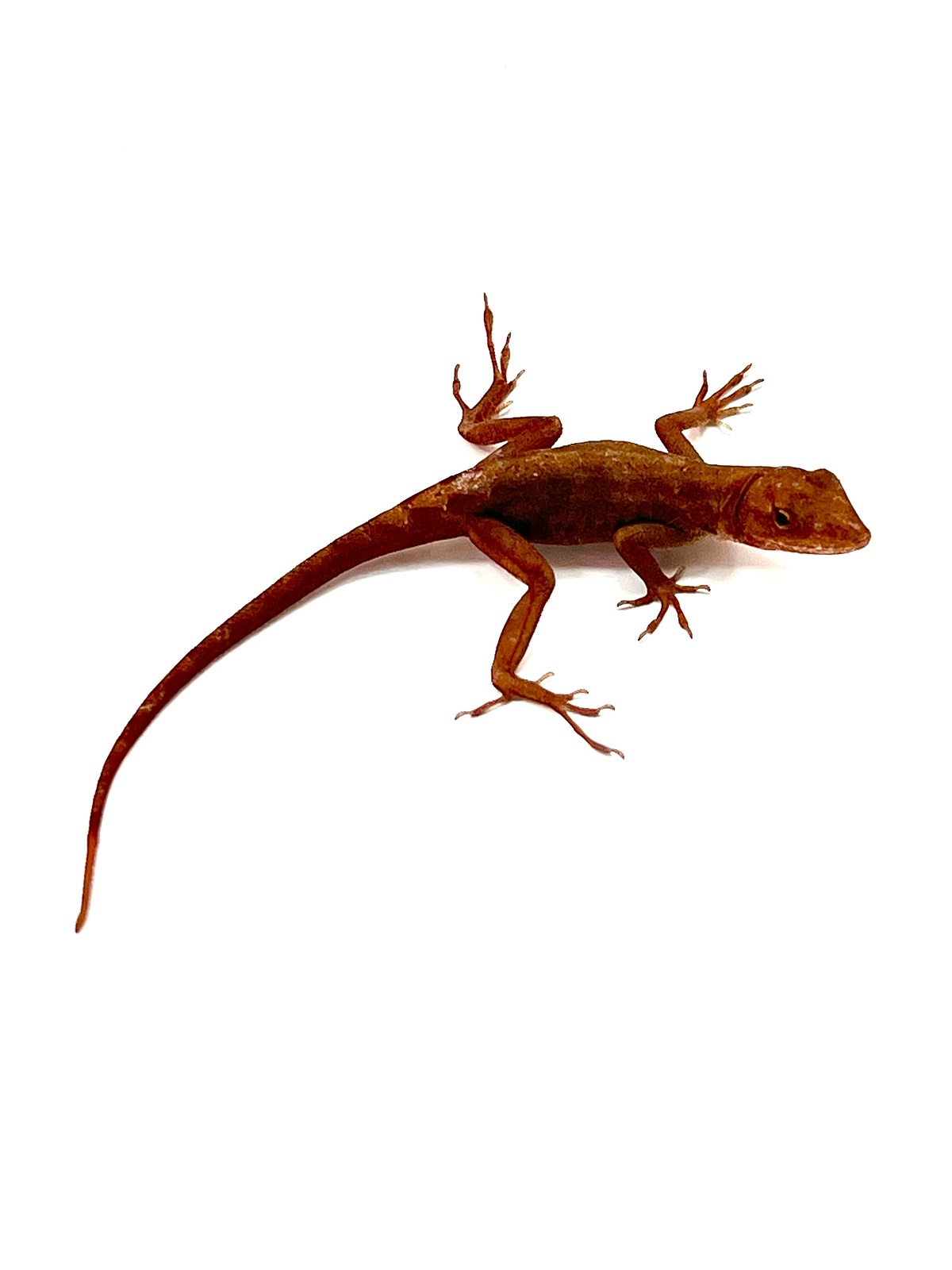 Bahamaanolis Sandfire Norops sagrei