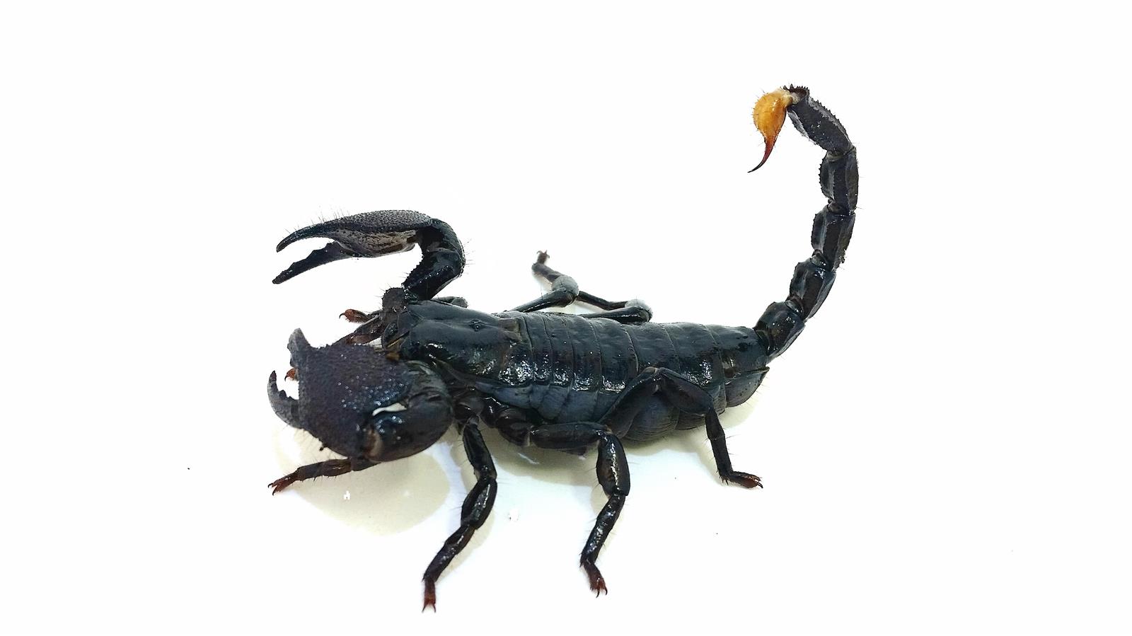 Pandinus imperator  Kaiserskorpion