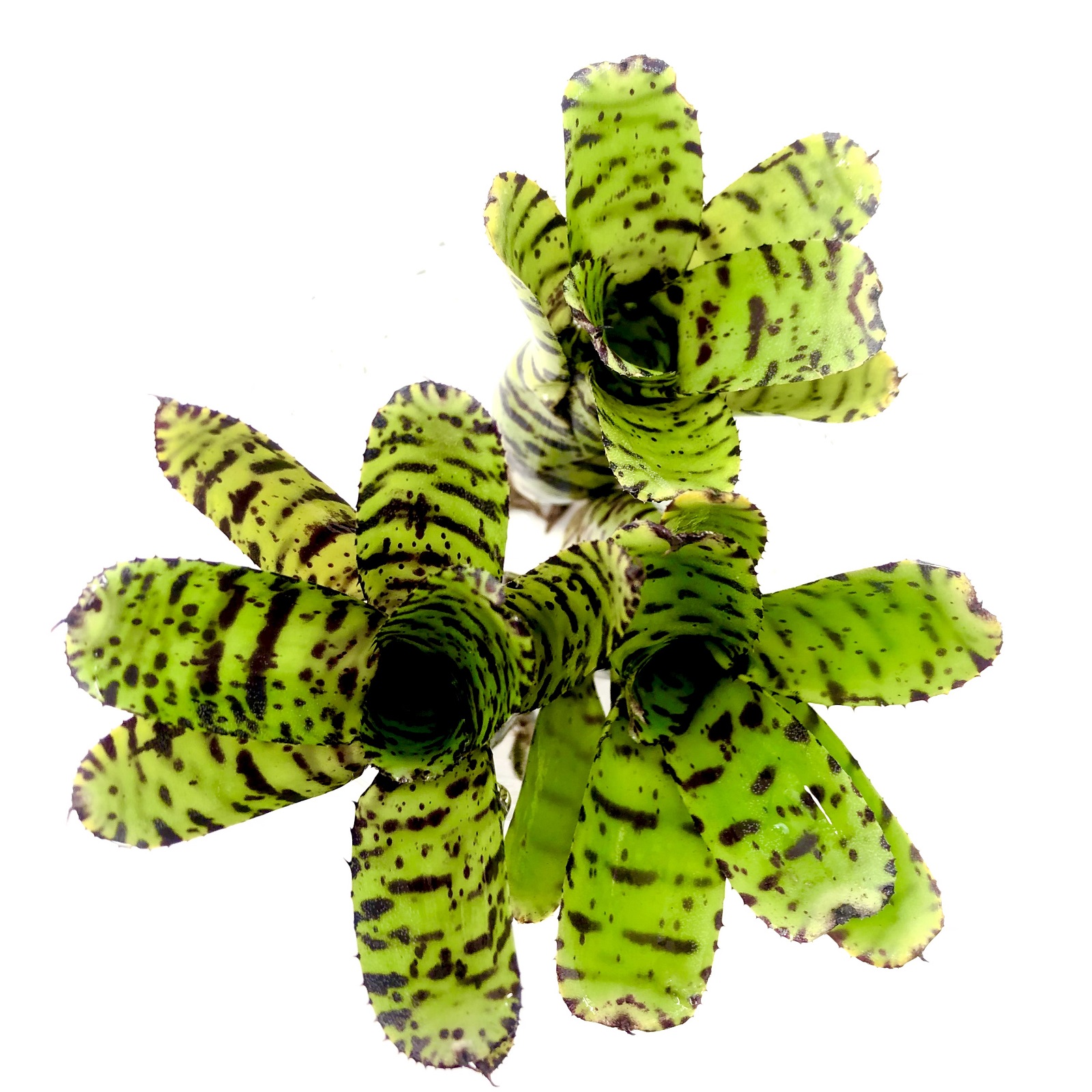 Neoregelia tetis