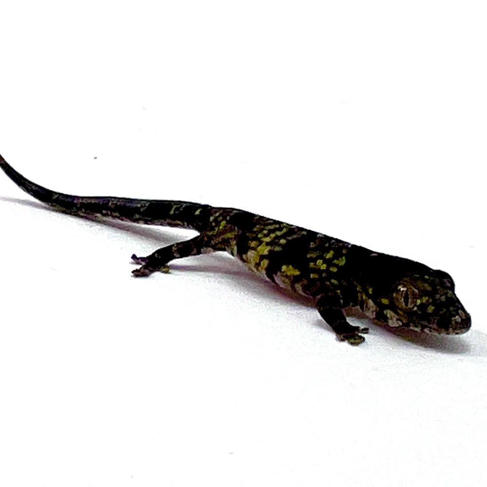 Eurydactylodes vieillardi