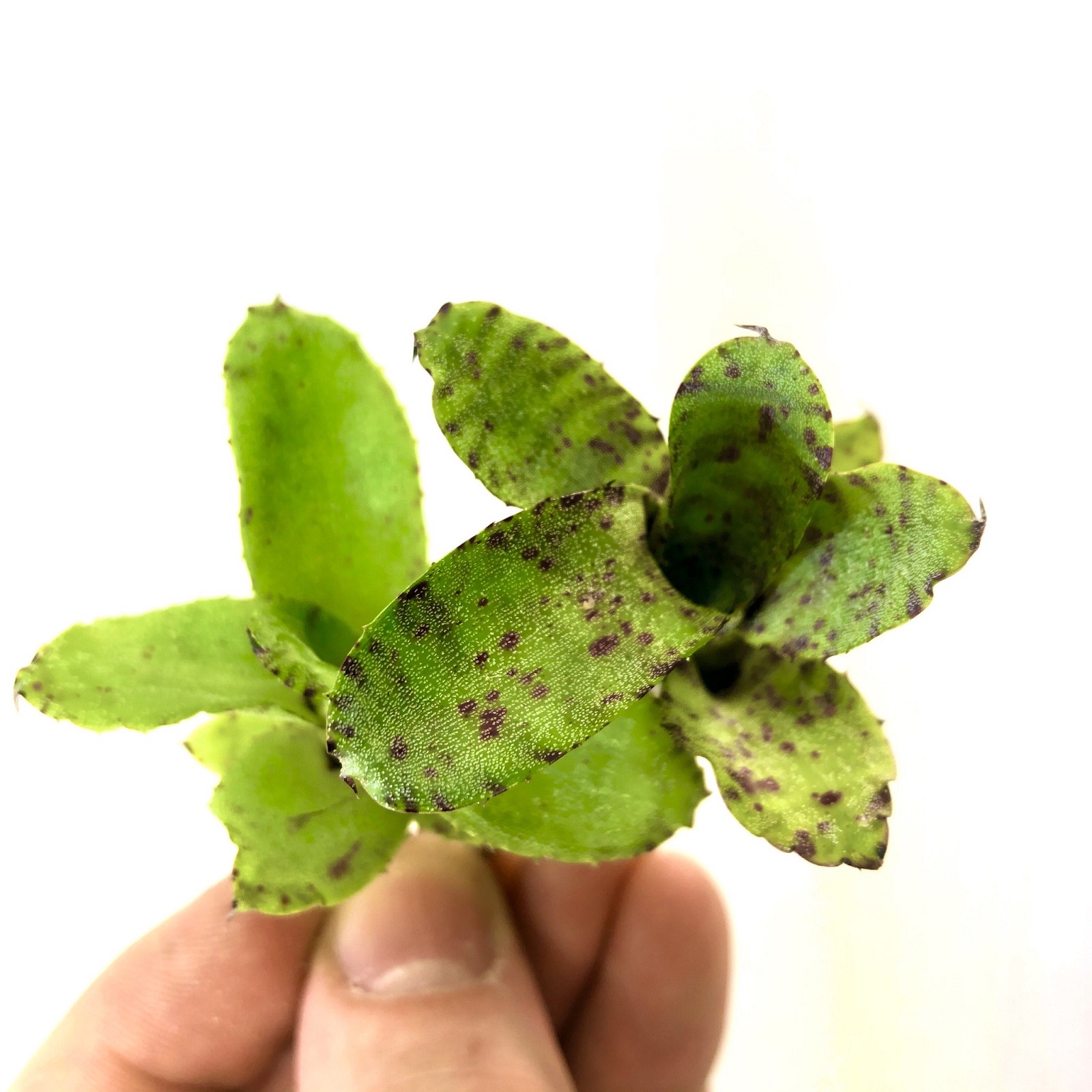 Neoregelia liliputiana