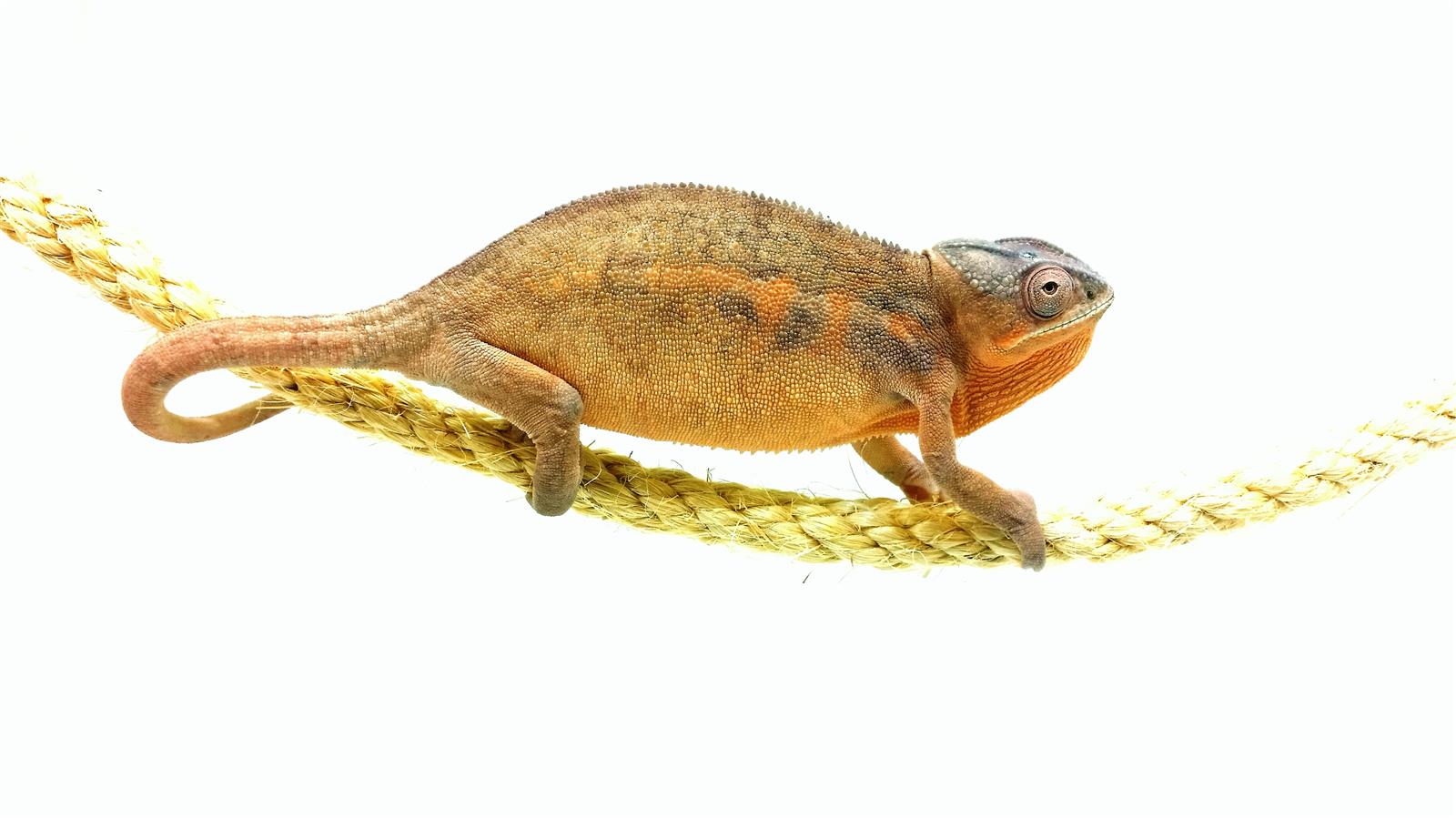 Furcifer pardalis Ambilobe Red Bar Weibchen